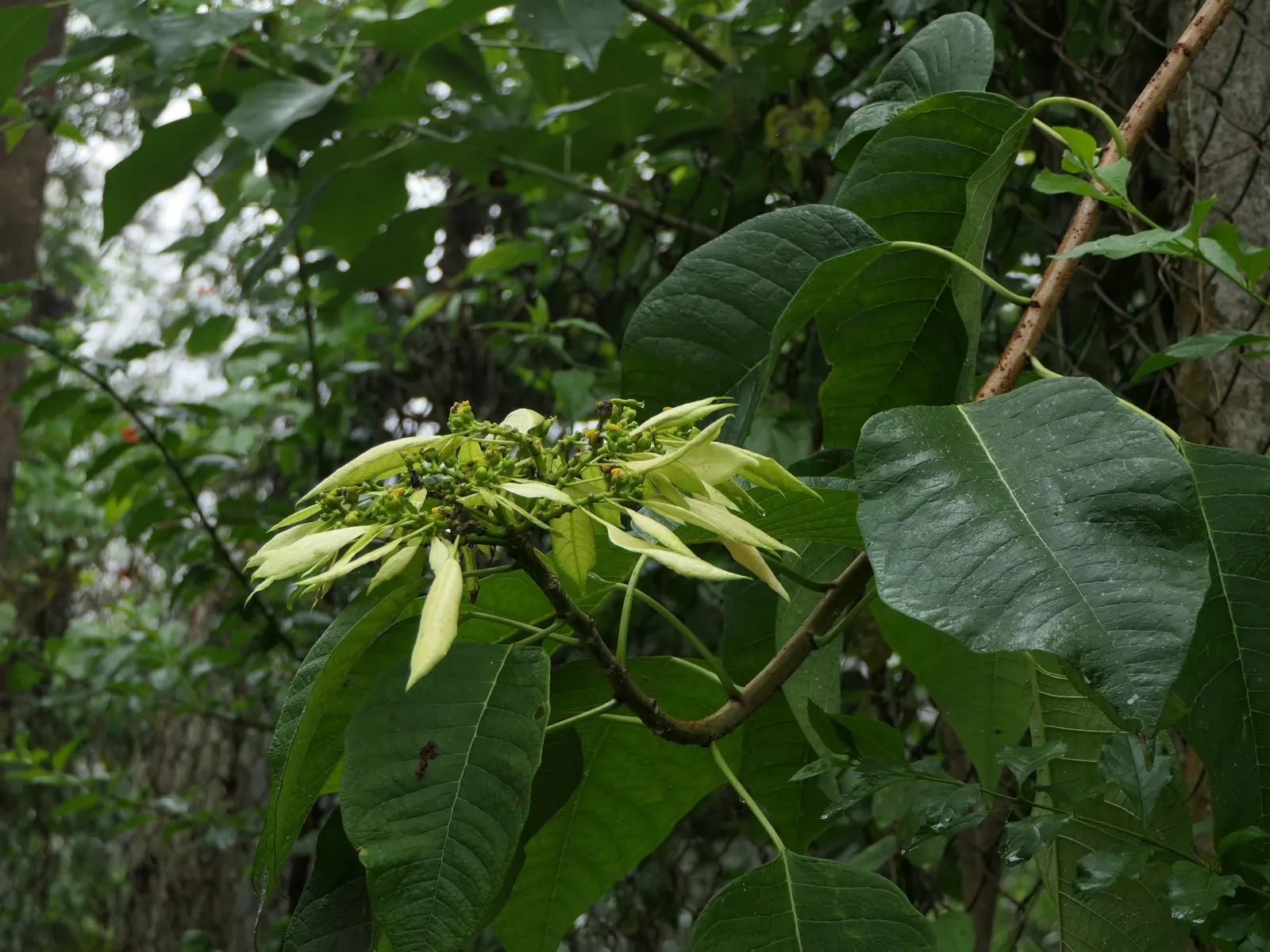 Poinsettia, Chris&trade;as Flower (Euphorbia Pulcherrima) — they can be cultivated as outdoor perennials; commonly known as the Poinsettia or Christmas Flower