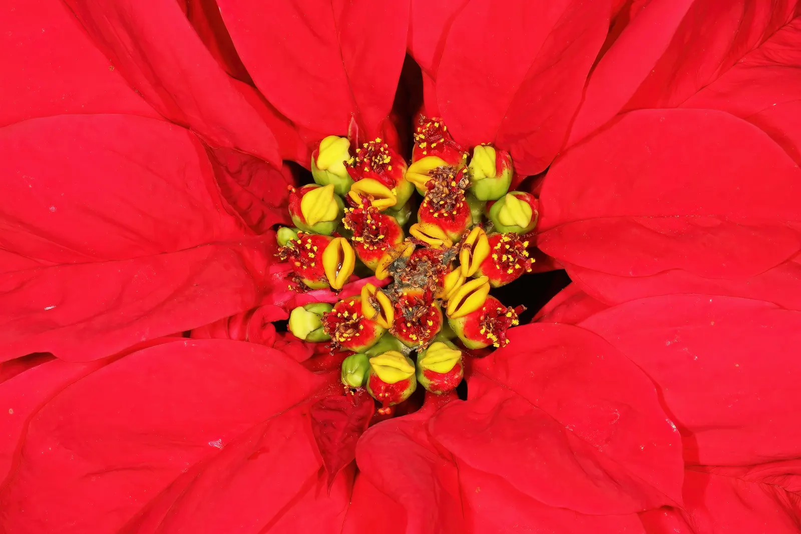 Poinsettia, Chris&trade;as Flower (Euphorbia Pulcherrima) — but they are not pet-friendly