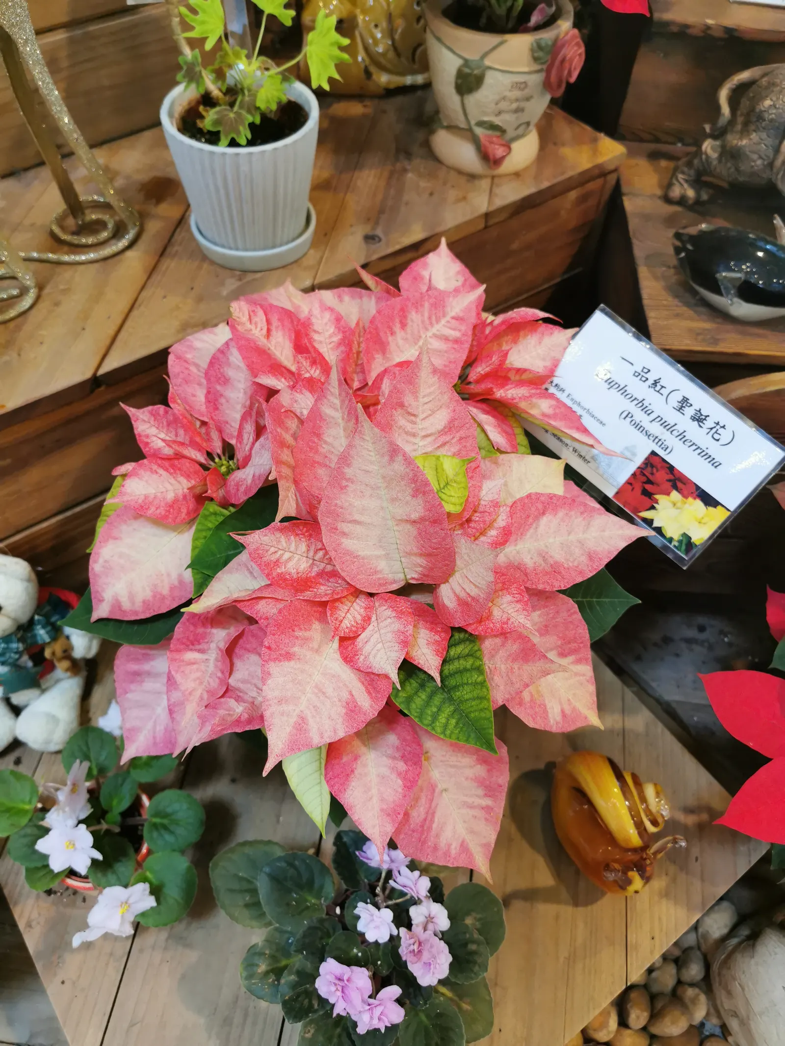 Poinsettia, Chris™as Flower (Euphorbia Pulcherrima) — commonly known as the Poinsettia or Christmas Flower; is a quintessential decorative, image 84
