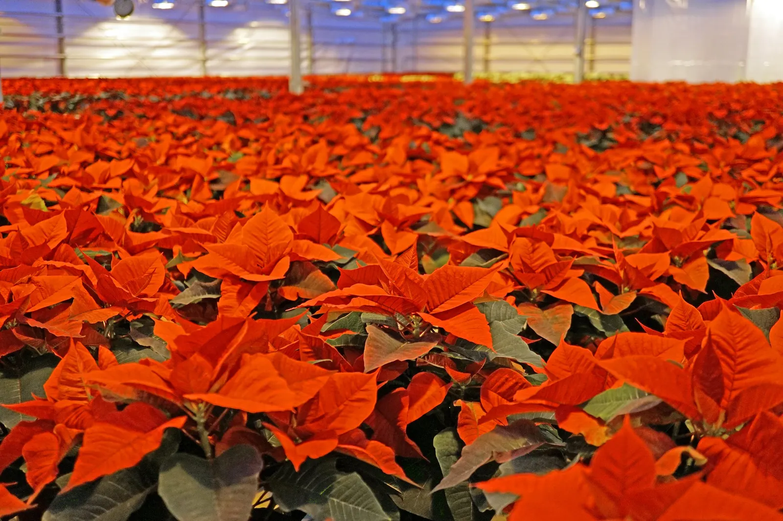 Poinsettia, Chris&trade;as Flower (Euphorbia Pulcherrima) — is a quintessential decorative element during the holiday season with its vibrant red and green
