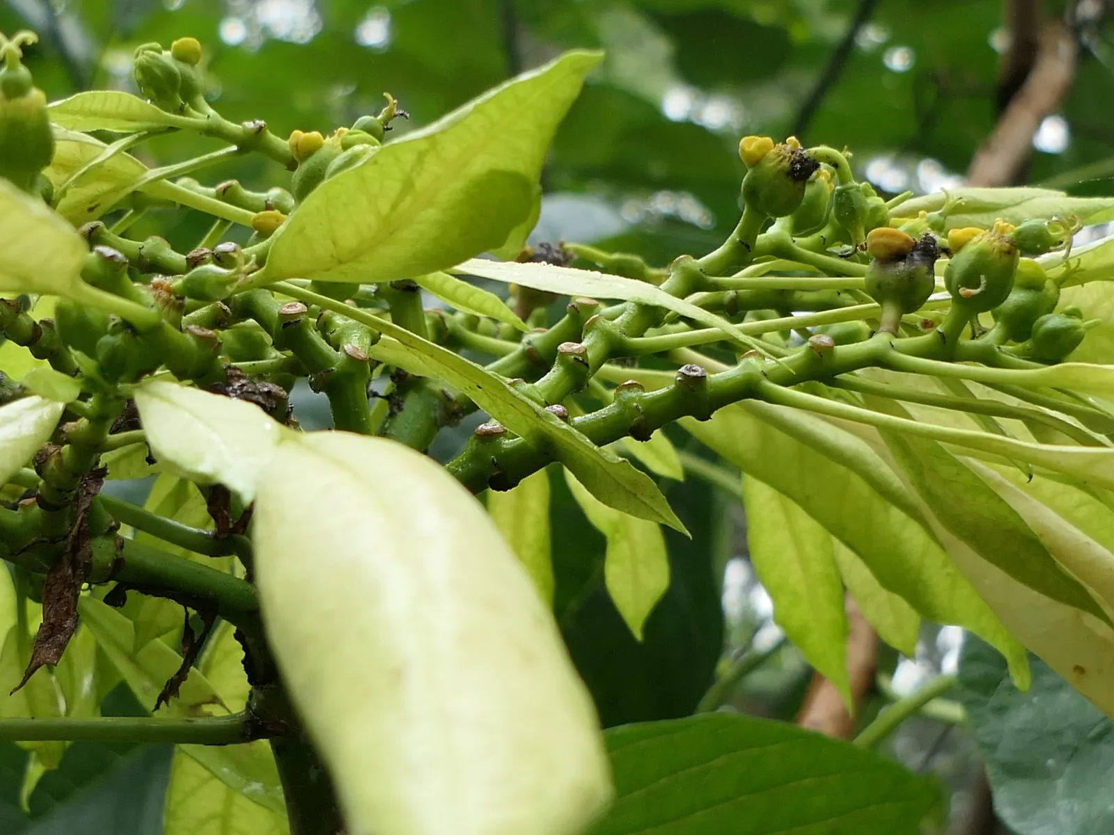 Poinsettia, Chris&trade;as Flower (Euphorbia Pulcherrima) — often mistaken for flowers; shrub for full or half, image 79