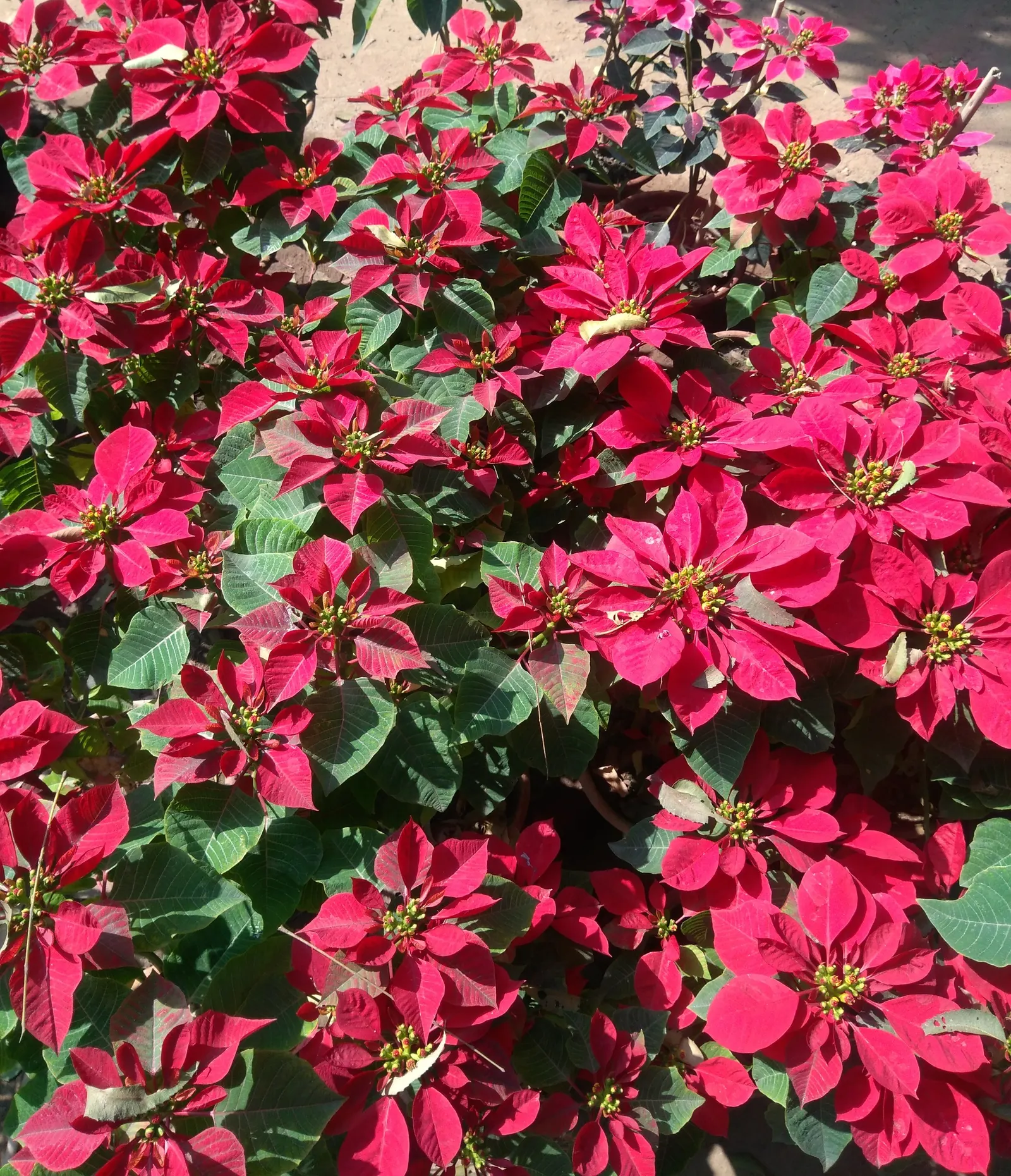 Poinsettia, Chris™as Flower (Euphorbia Pulcherrima) — renowned for its striking red bracts that mimic petals; consider their need for protection from