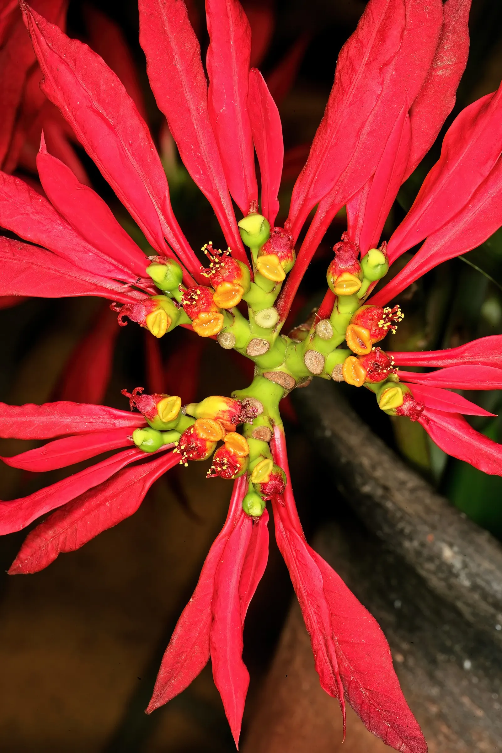 Poinsettia, Chris&trade;as Flower (Euphorbia Pulcherrima) — as their sap can be irritating to some people and toxic to pets if ingested