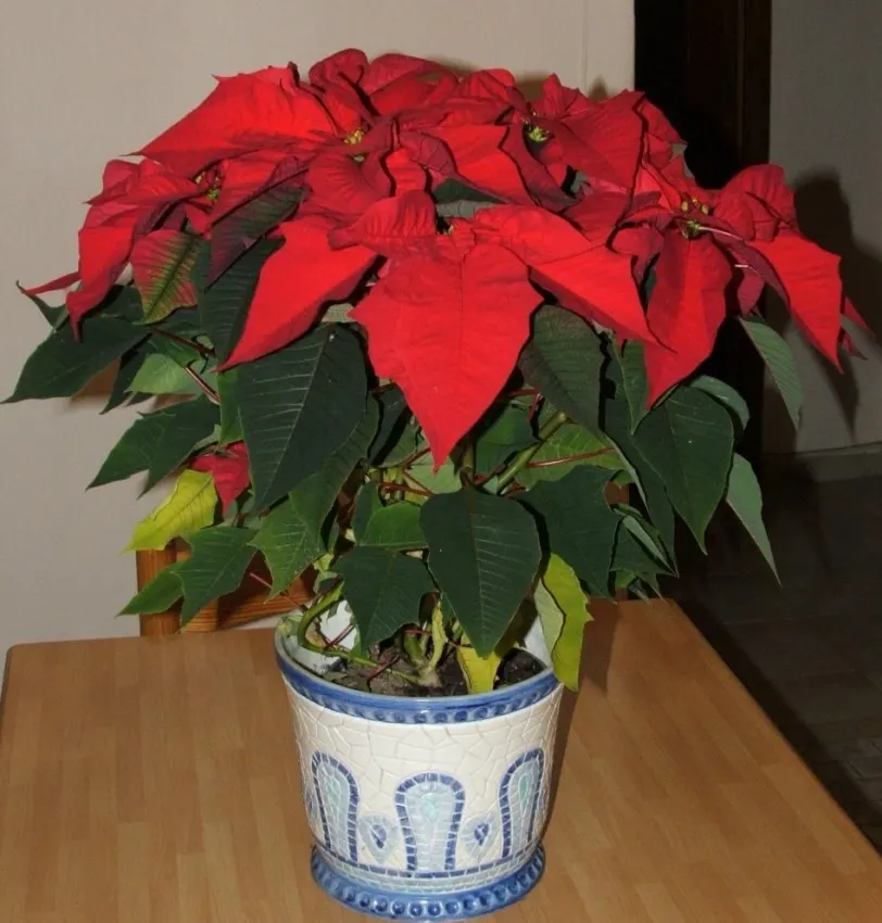 Poinsettia, Chris™as Flower (Euphorbia Pulcherrima) — They thrive in well-draining soil with a ph ranging from 5.5 to 7.0; they can be cultivated as