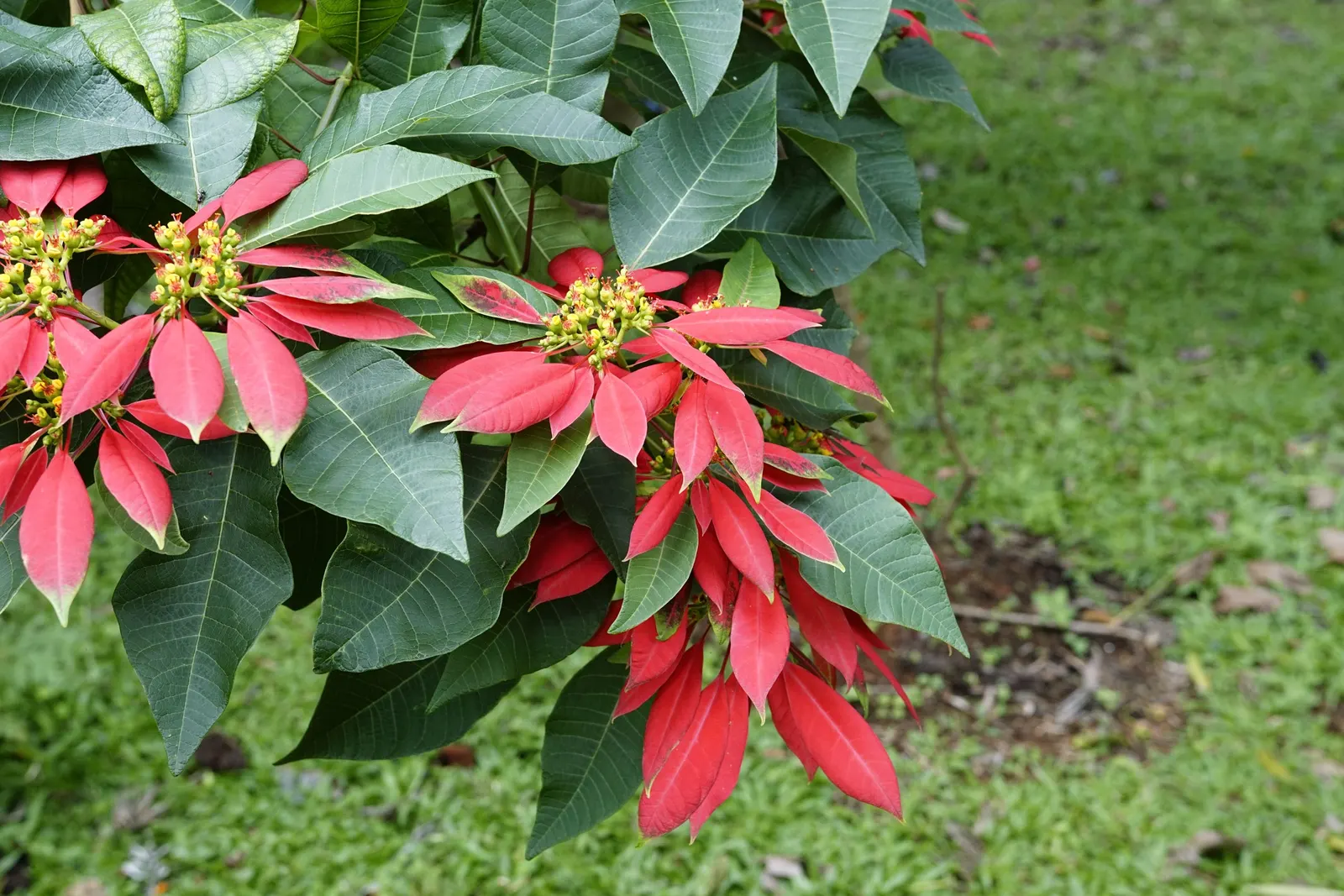 Poinsettia, Chris&trade;as Flower (Euphorbia Pulcherrima) — known as cyathia.<br><br>For landscape designs, image 63