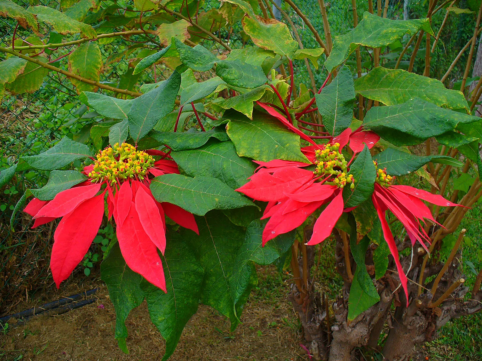 Poinsettia, Chris&trade;as Flower (Euphorbia Pulcherrima) — shrub with pink and red and white blooms; while in USDA hardiness zones 9 through 11, image 74