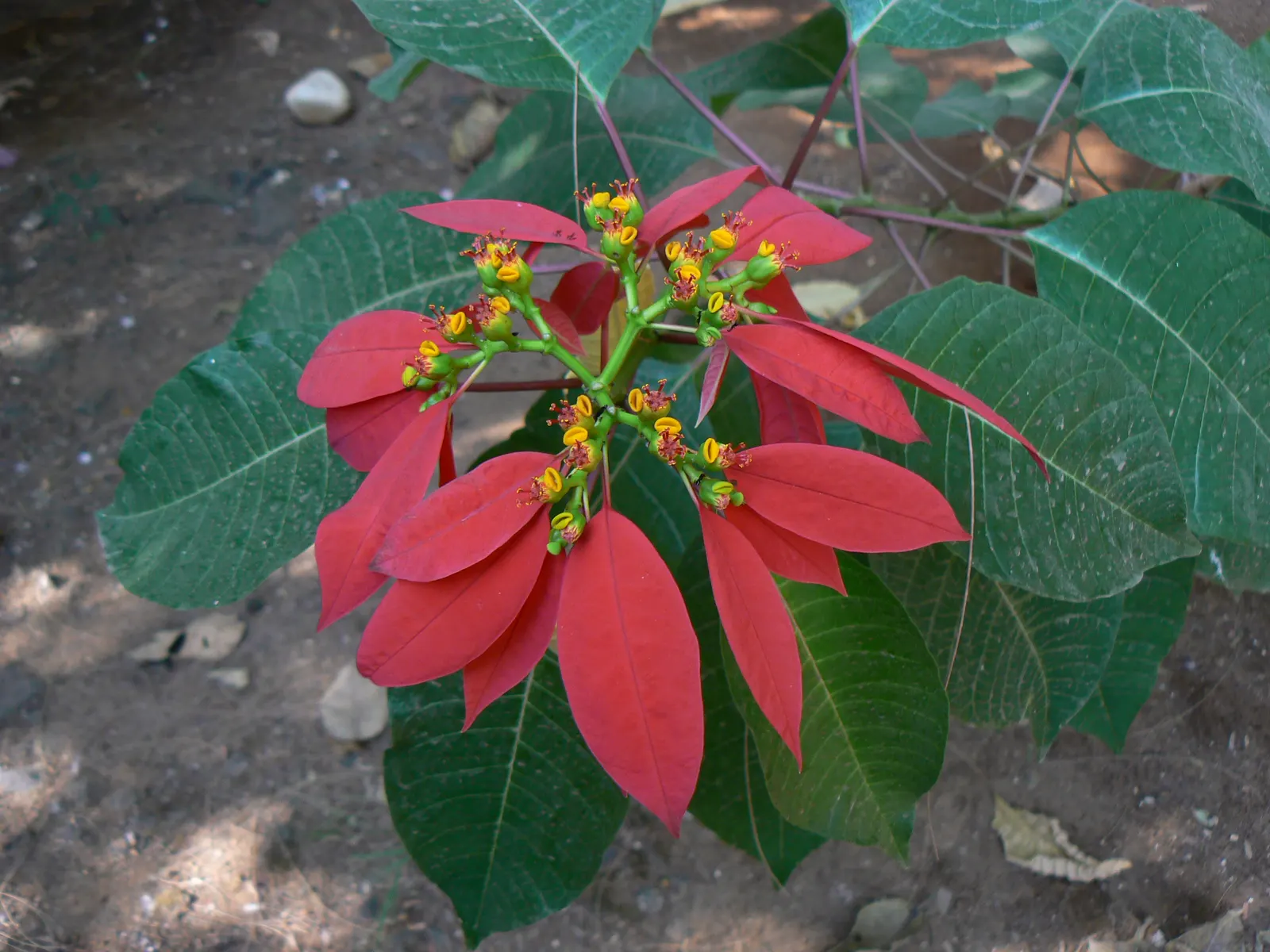 Poinsettia, Chris&trade;as Flower (Euphorbia Pulcherrima) — consider their need for protection from strong winds and heavy frost; pink and red and, image 93