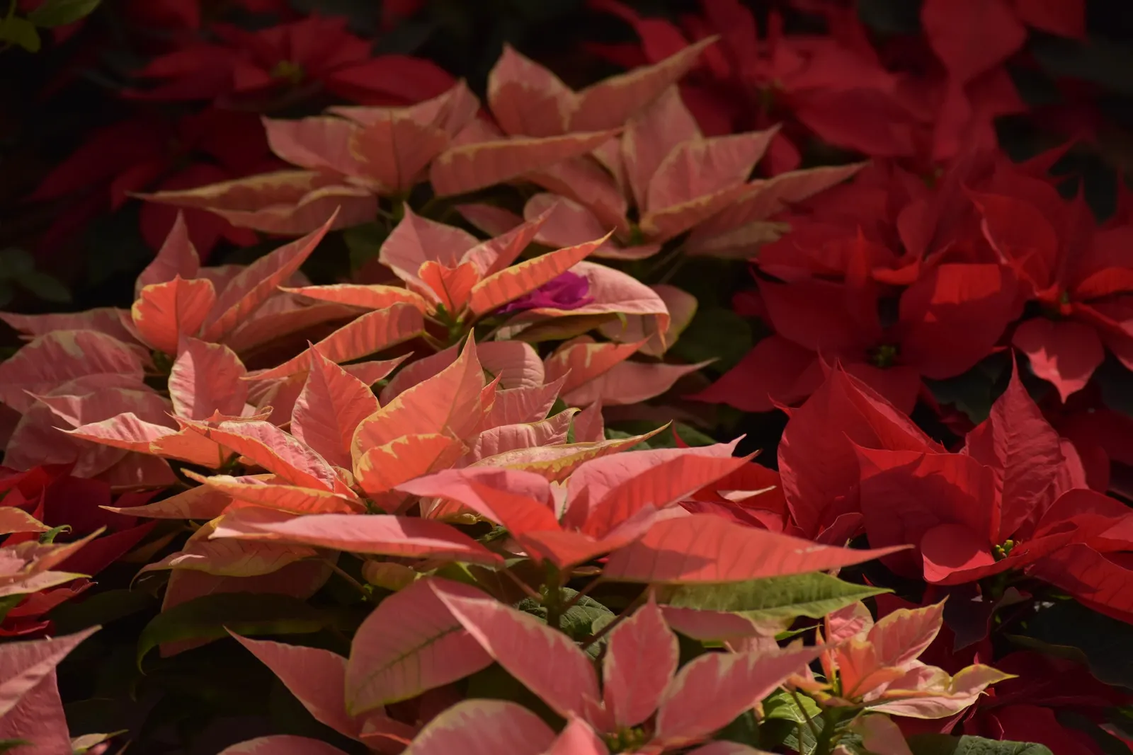 Poinsettia, Chris™as Flower (Euphorbia Pulcherrima) — A festive accent for holiday landscapes; renowned for its striking red bracts that mimic petals