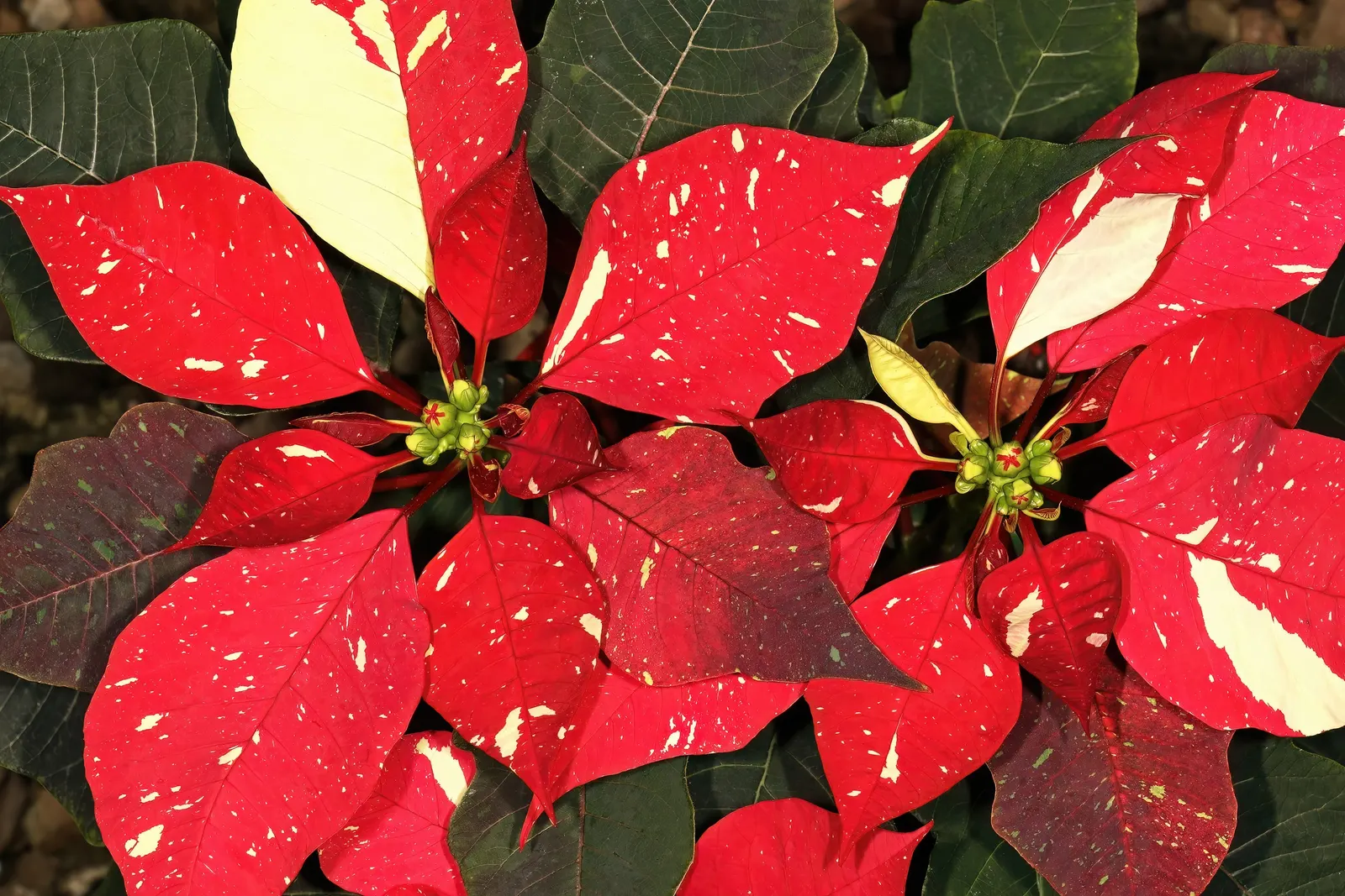 Poinsettia, Chris™as Flower (Euphorbia Pulcherrima) — but they are not pet-friendly; during the growing season, image 71