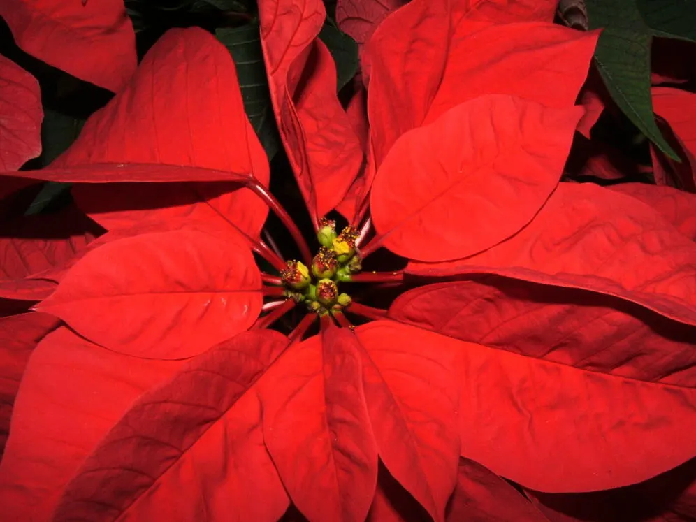 Poinsettia, Chris&trade;as Flower (Euphorbia Pulcherrima) — commonly called Poinsettia or Chris&trade;as Flower