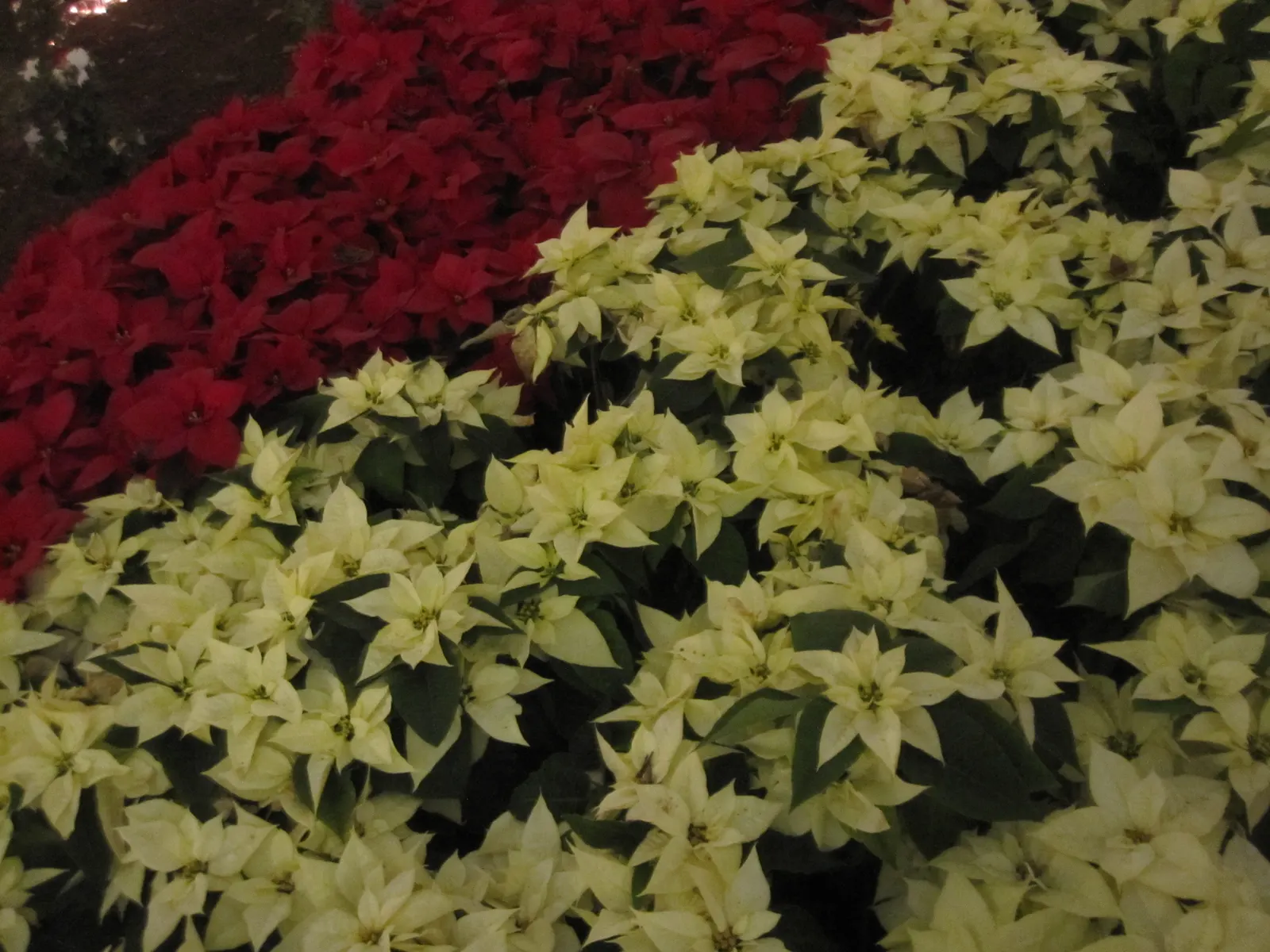 Poinsettia, Chris&trade;as Flower (Euphorbia Pulcherrima) — They thrive in well-draining soil with a ph ranging from 5.5 to 7.0; they can be, image 67