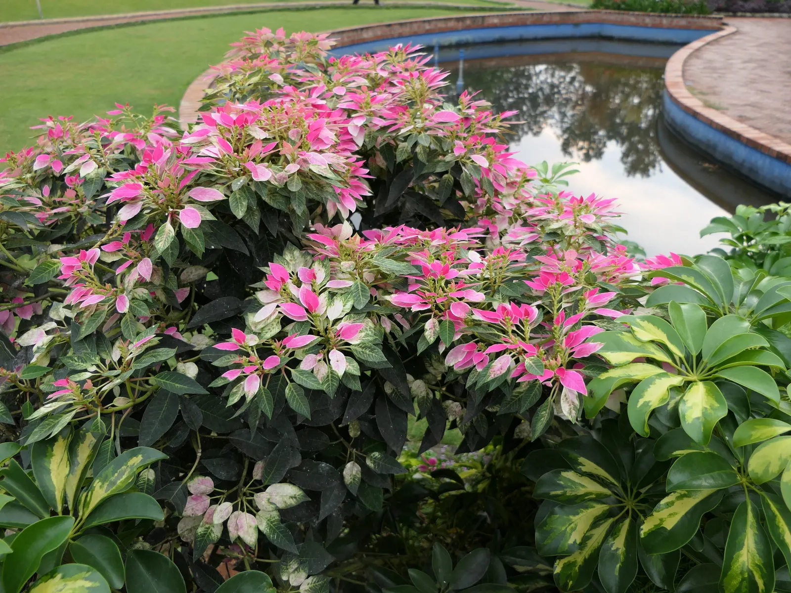 Poinsettia, Chris&trade;as Flower (Euphorbia Pulcherrima) — pink and red and white flowers in the garden; a festive accent for holiday landscapes, image 98