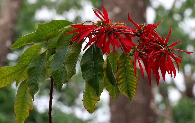 Poinsettia, Chris™as Flower (Euphorbia Pulcherrima) — depending on the cultivar and growing conditions; it typically reaches 2-13 feet in, image 62