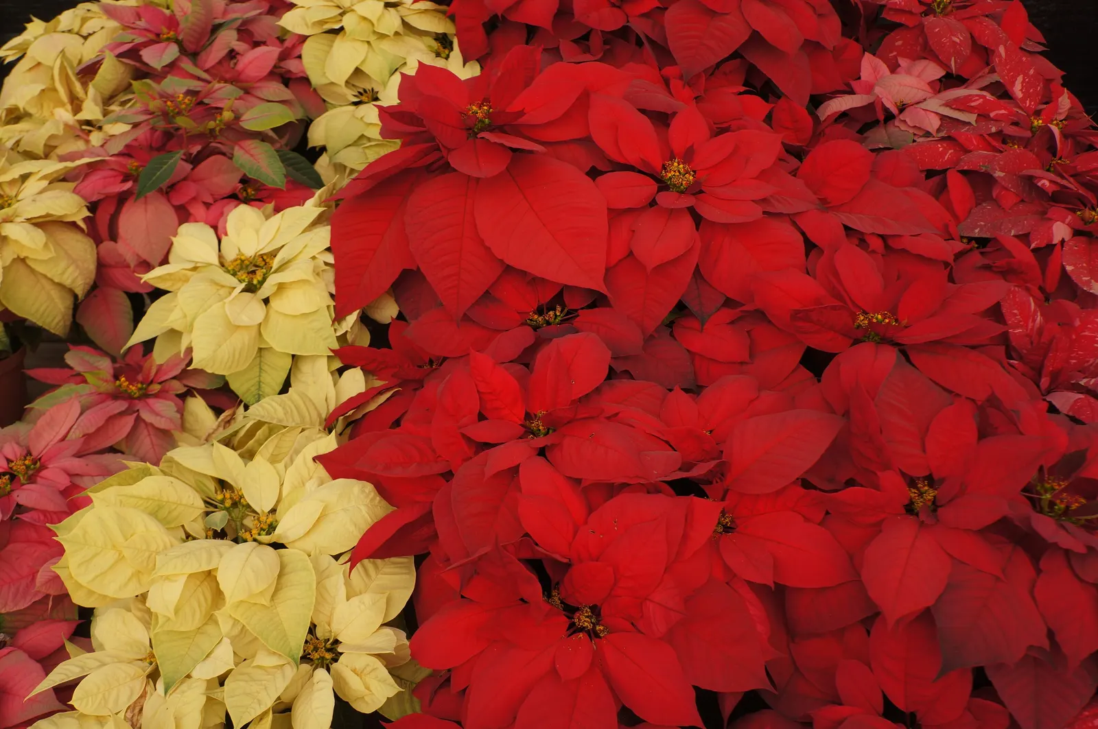 Poinsettia, Chris™as Flower (Euphorbia Pulcherrima) — they benefit from consistent watering but are sensitive to over-watering