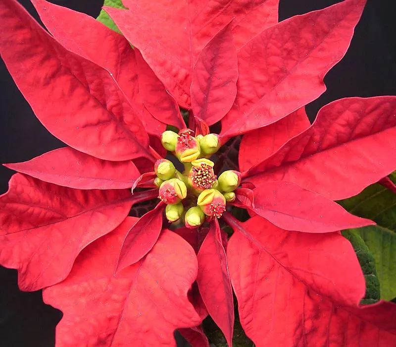 Poinsettia, Chris&trade;as Flower (Euphorbia Pulcherrima) — they can be cultivated as outdoor perennials; commonly known as the Poinsettia or, image 66