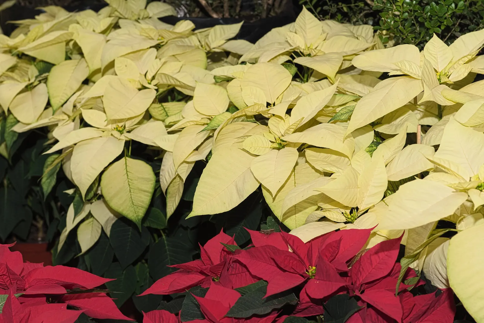 Poinsettia, Chris™as Flower (Euphorbia Pulcherrima) — typically reaches a height of about 2 to 13 feet and has a spread of 2 to 8 feet