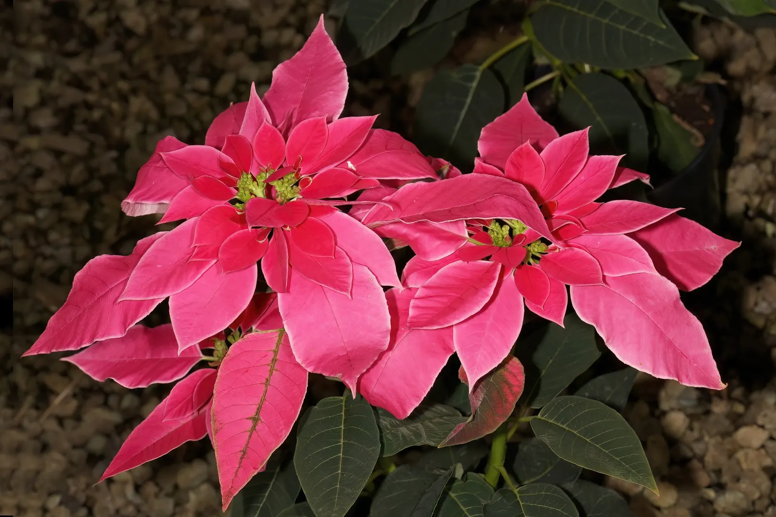 Poinsettia, Chris&trade;as Flower (Euphorbia Pulcherrima) — shrub with pink and red and white blooms; while in USDA hardiness zones 9 through 11, image 99