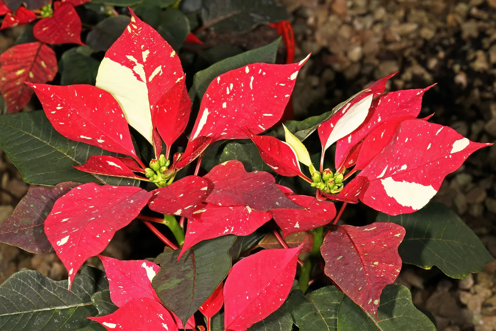 Poinsettia, Chris&trade;as Flower (Euphorbia Pulcherrima) — known as cyathia.<br><br>For landscape designs