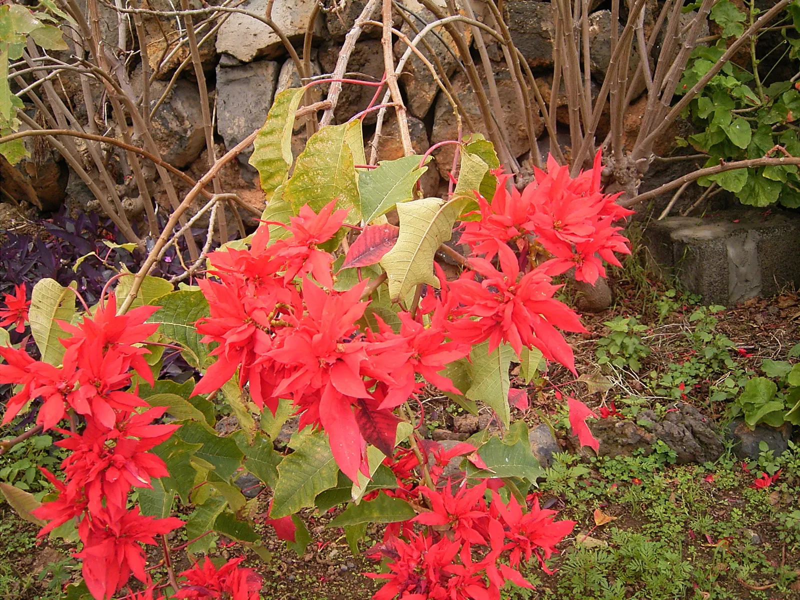 Poinsettia, Chris&trade;as Flower (Euphorbia Pulcherrima) — commonly called Poinsettia or Chris&trade;as Flower; often mistaken for flowers, image 51