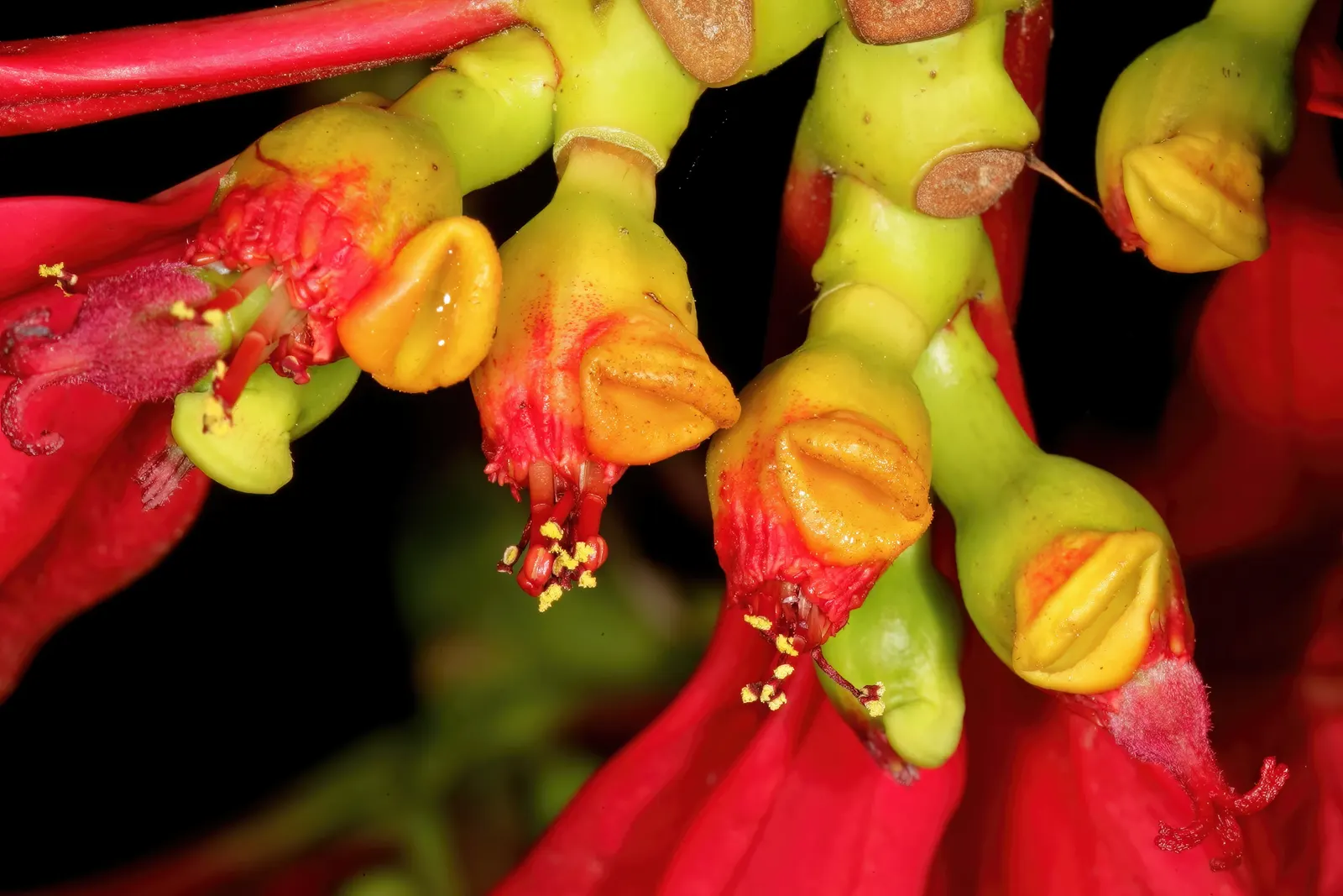 Poinsettia, Chris&trade;as Flower (Euphorbia Pulcherrima) — The true flowers are tiny, yellow clusters at the bract's center