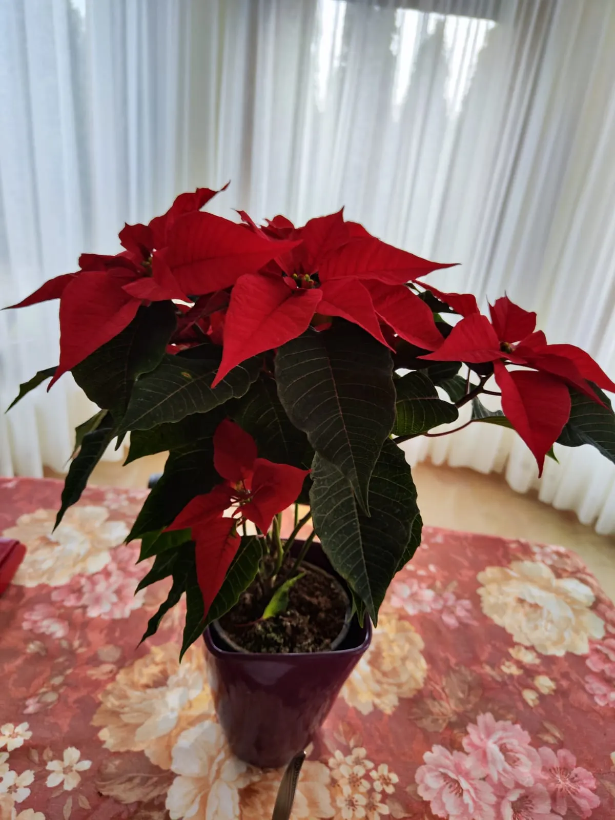 Poinsettia, Chris&trade;as Flower (Euphorbia Pulcherrima) — The true flowers are tiny, yellow clusters at the bract's center; sensitive to frost, it requires