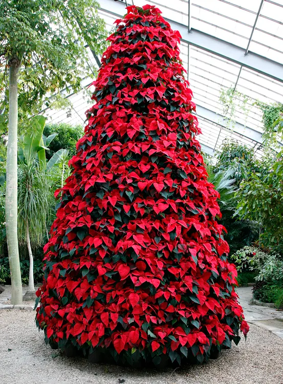Poinsettia, Chris&trade;as Flower (Euphorbia Pulcherrima) — depending on the cultivar and growing conditions