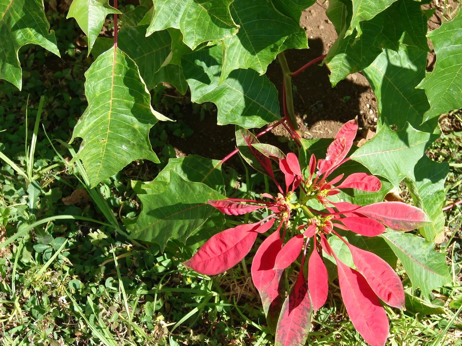 Poinsettia, Chris&trade;as Flower (Euphorbia Pulcherrima) — commonly known as the Poinsettia or Christmas Flower