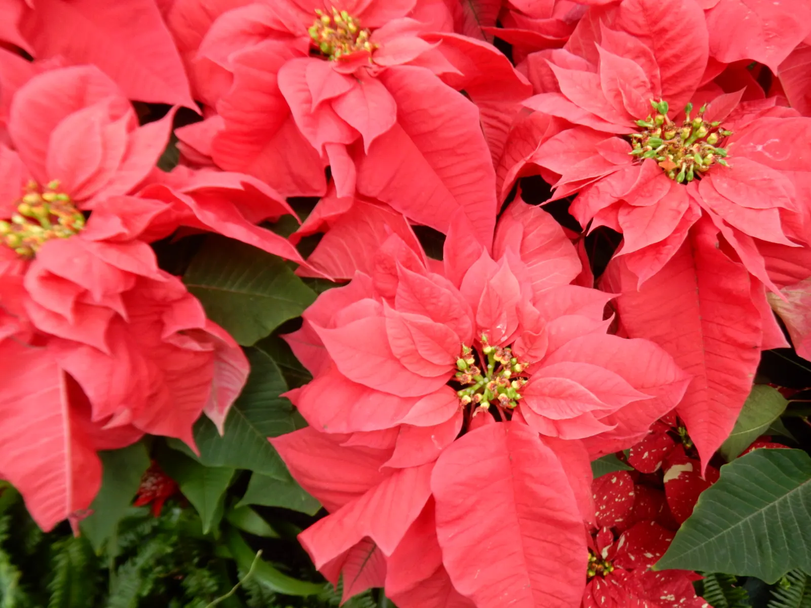 Poinsettia, Chris&trade;as Flower (Euphorbia Pulcherrima) — A festive accent for holiday landscapes; renowned for its striking red bracts that, image 58