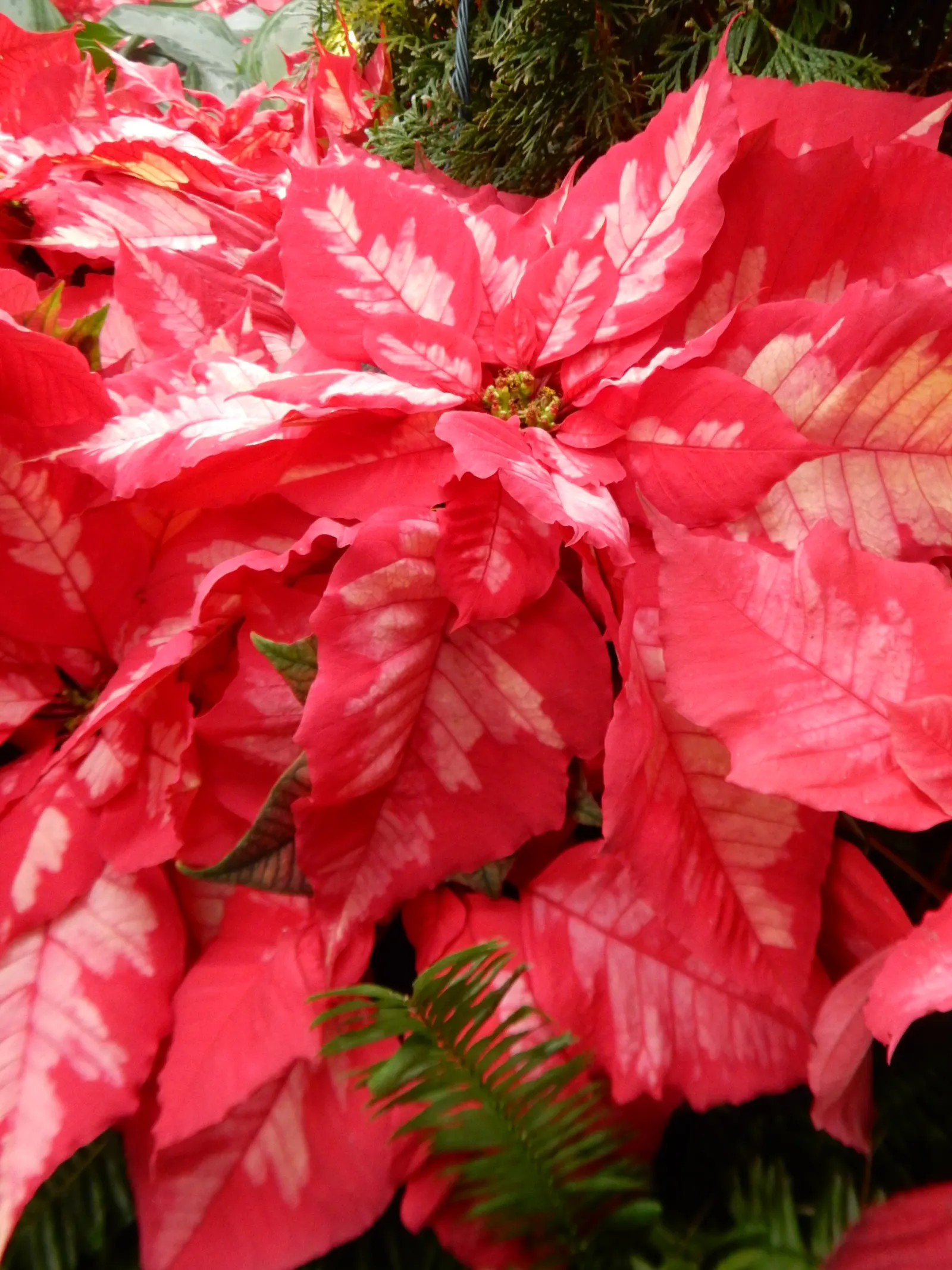 Poinsettia, Chris™as Flower (Euphorbia Pulcherrima) — is a vibrant seasonal plant