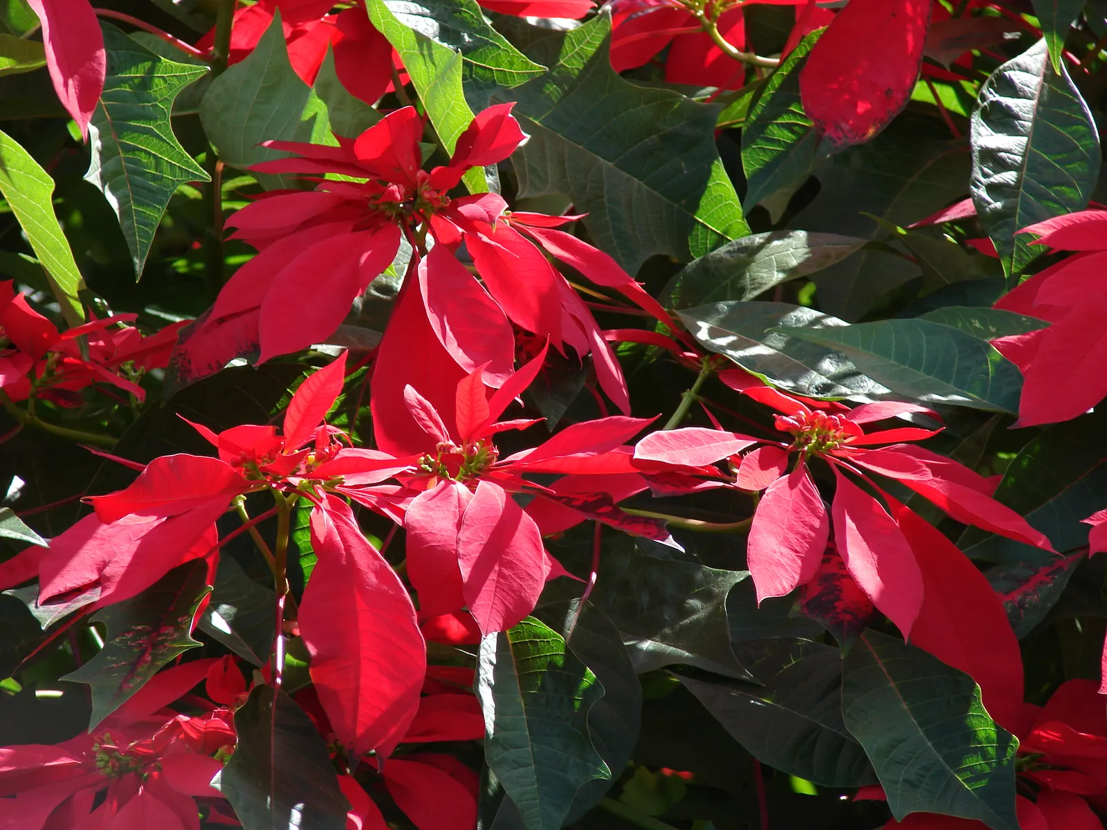 Poinsettia, Chris™as Flower (Euphorbia Pulcherrima) — During the growing season; the true flowers are tiny, yellow clusters at the bract's, image 69