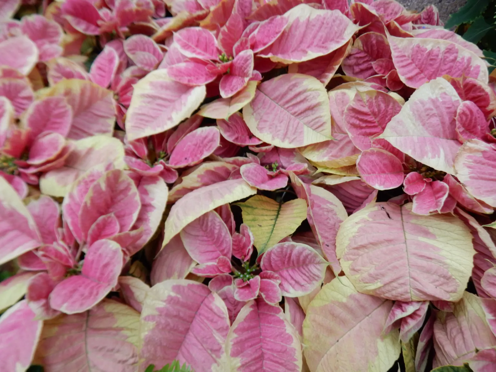 Poinsettia, Chris™as Flower (Euphorbia Pulcherrima) — shrub for full or half; as their sap can be irritating to some people and toxic to pets, image 75