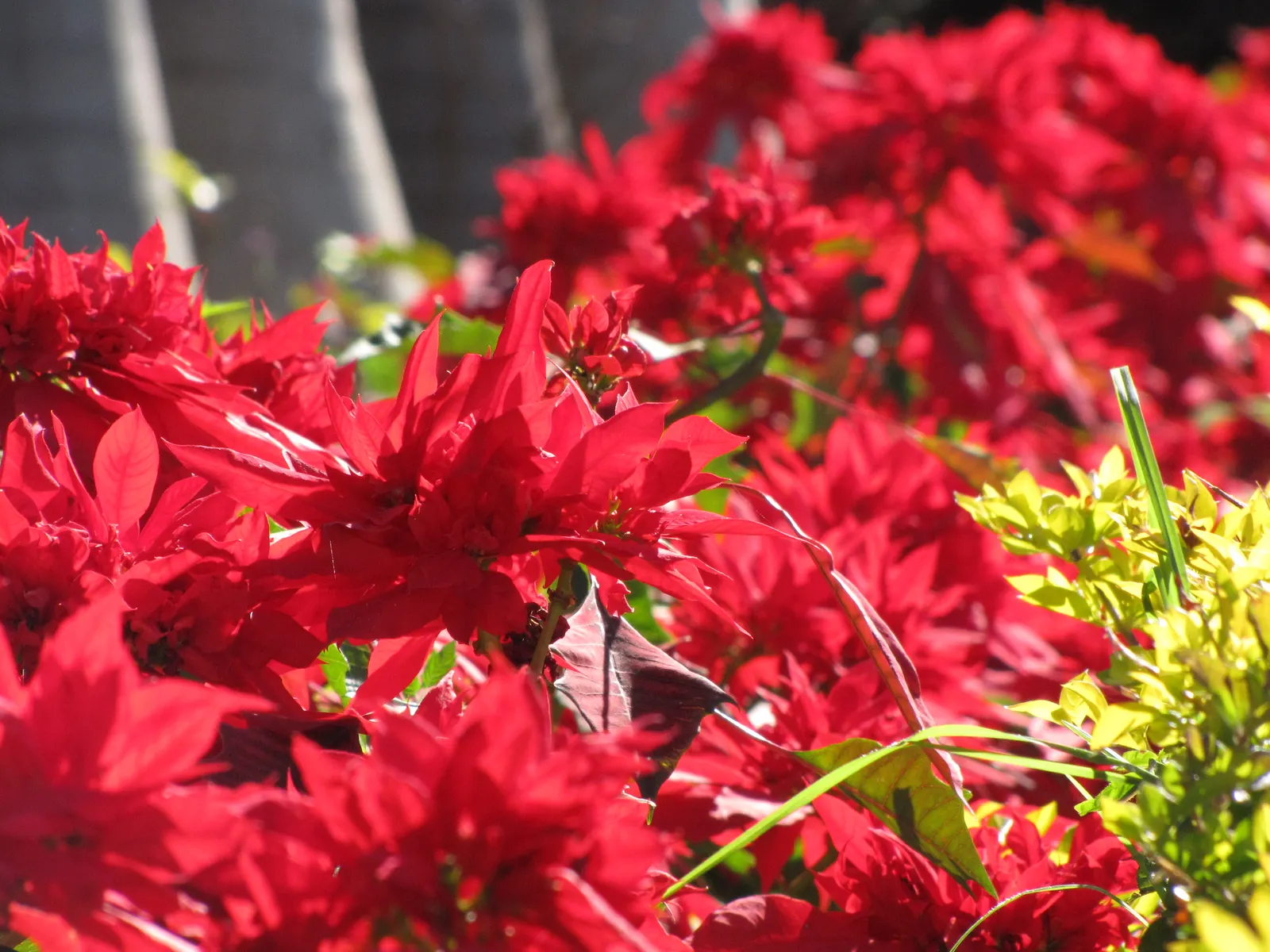 Poinsettia, Chris&trade;as Flower (Euphorbia Pulcherrima) — is a quintessential decorative element during the holiday season with its vibrant red, image 35