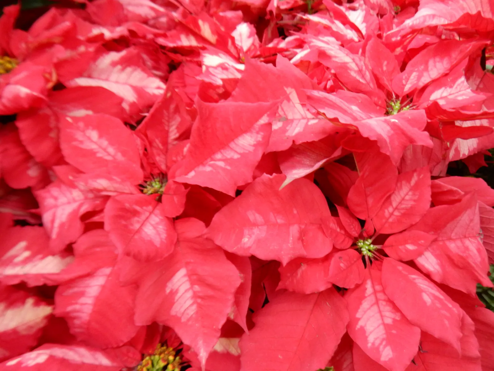 Poinsettia, Chris&trade;as Flower (Euphorbia Pulcherrima) — is a vibrant seasonal plant; typically reaches a height of about 2 to 13 feet and has a, image 52