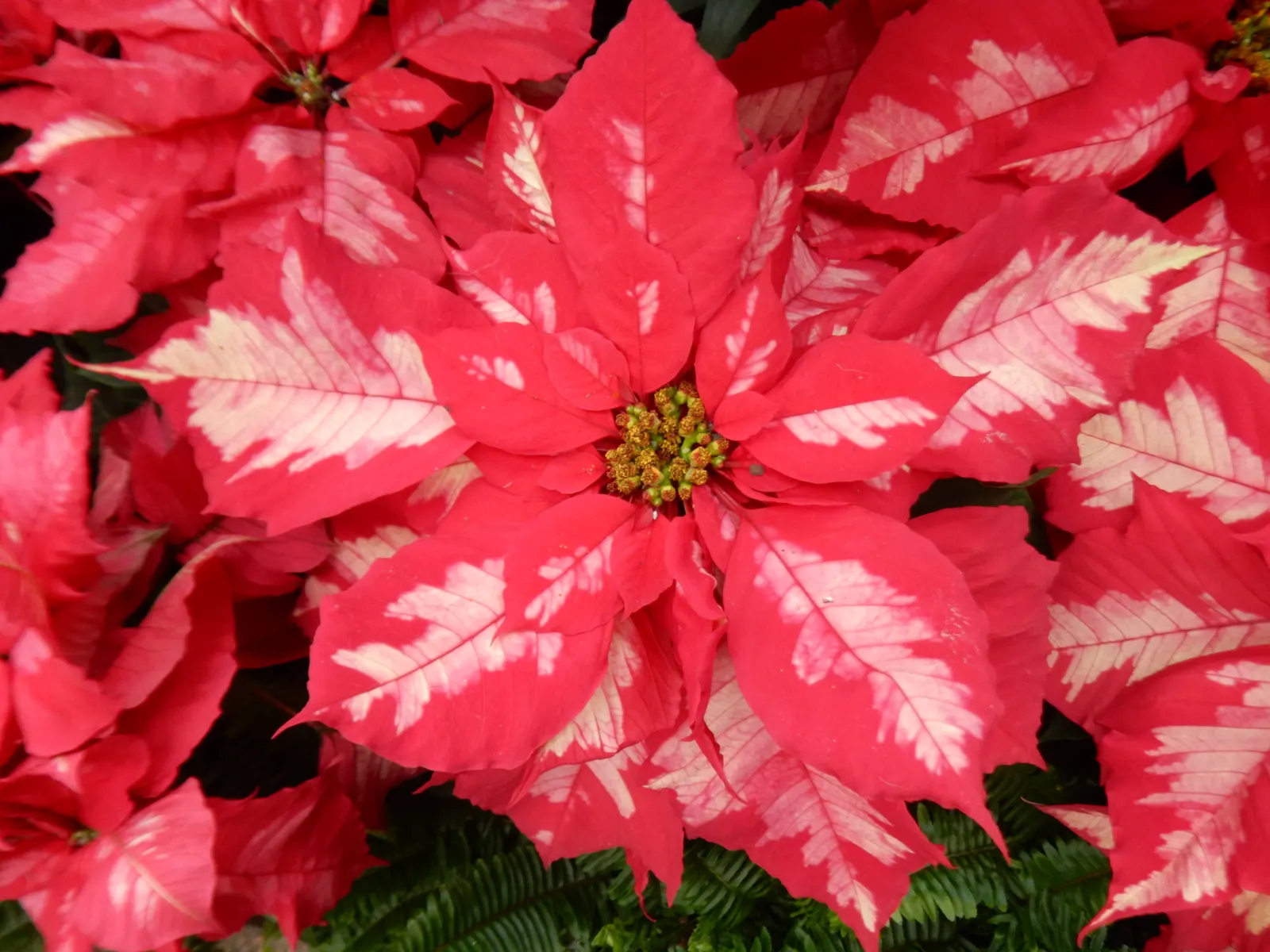 Poinsettia, Chris&trade;as Flower (Euphorbia Pulcherrima) — consider their need for protection from strong winds and heavy frost; pink and red and white
