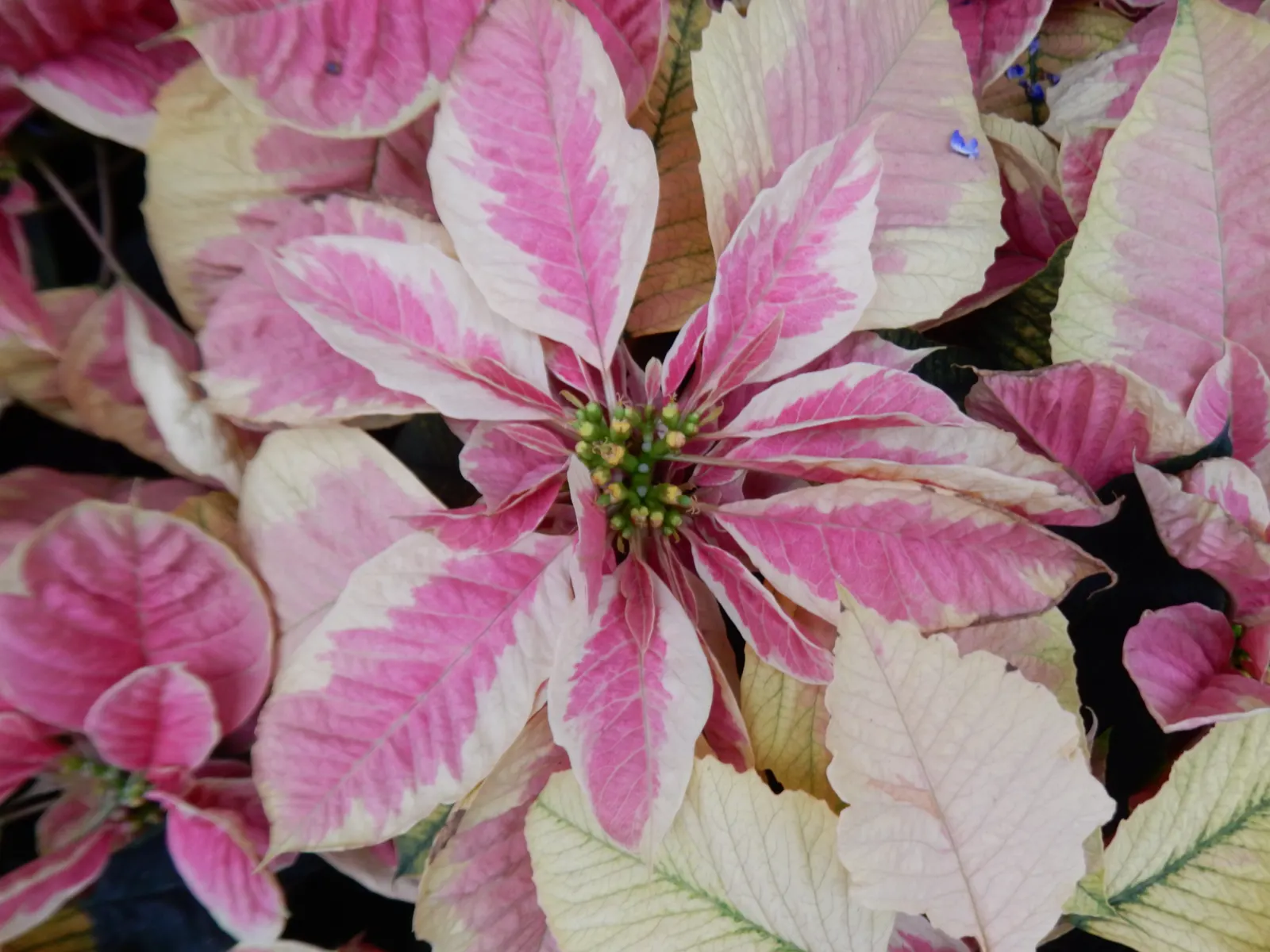 Poinsettia, Chris™as Flower (Euphorbia Pulcherrima) — but they are not pet-friendly; during the growing season, image 96