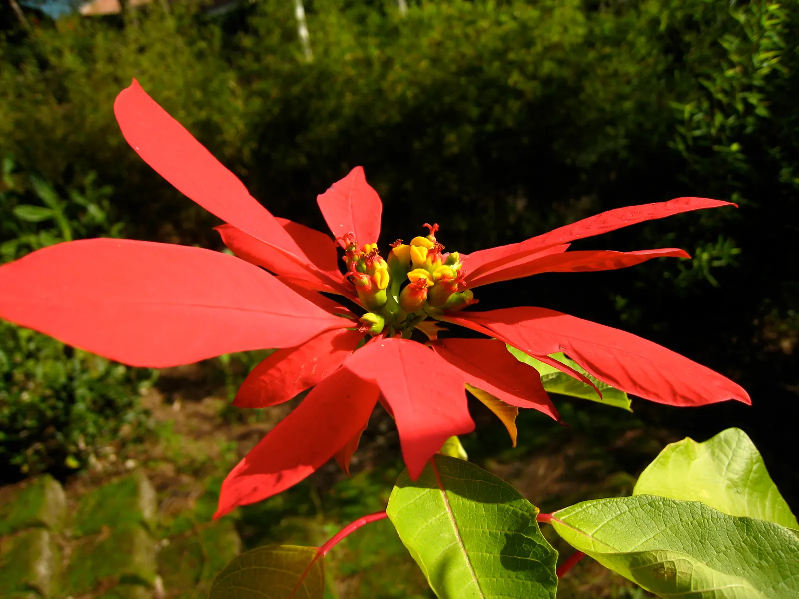 Poinsettia, Chris™as Flower (Euphorbia Pulcherrima) — often mistaken for flowers; shrub for full or half, image 104