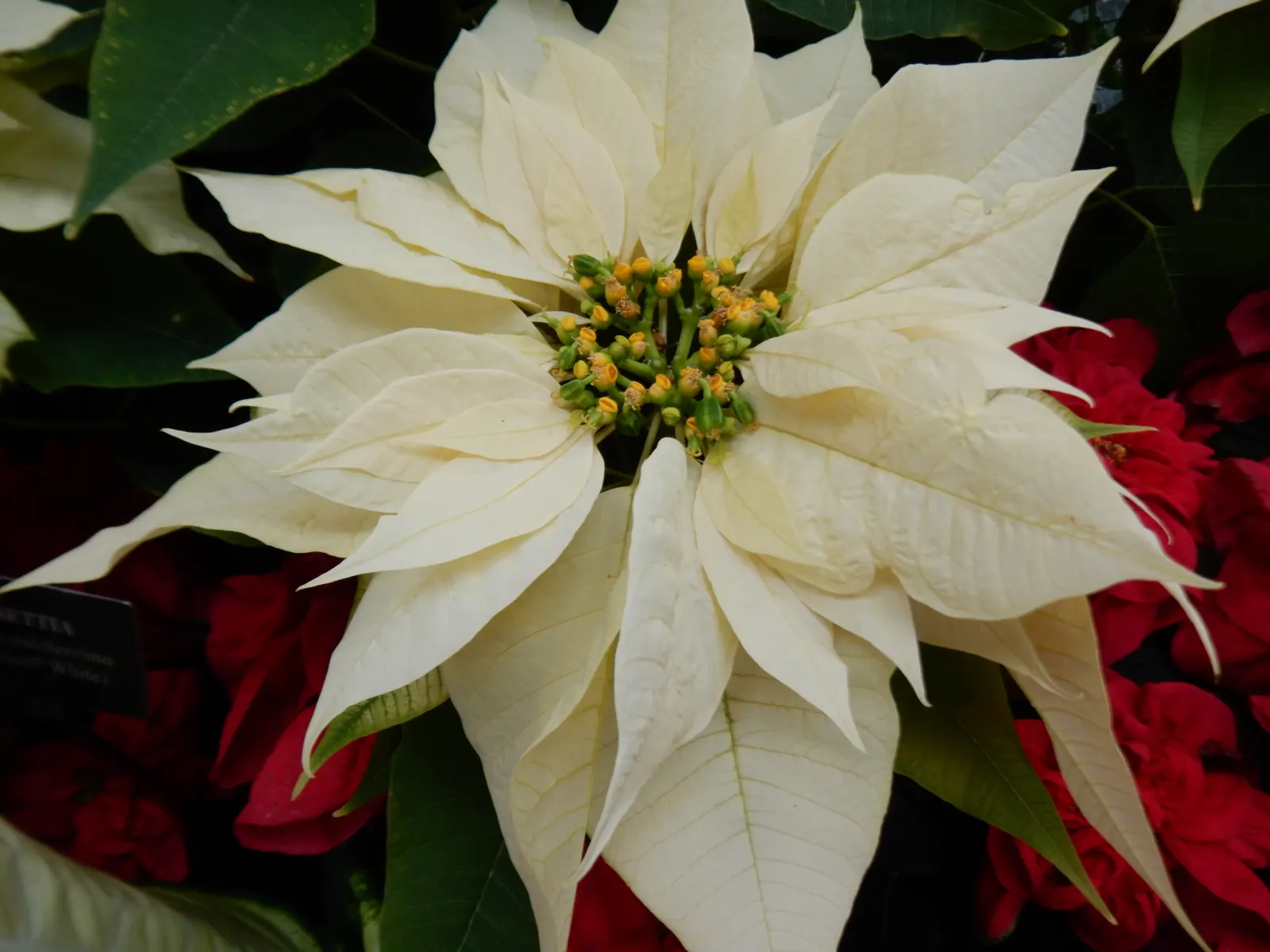Poinsettia, Chris&trade;as Flower (Euphorbia Pulcherrima) — The true flowers are tiny, yellow clusters at the bract's center; sensitive to frost, image 105