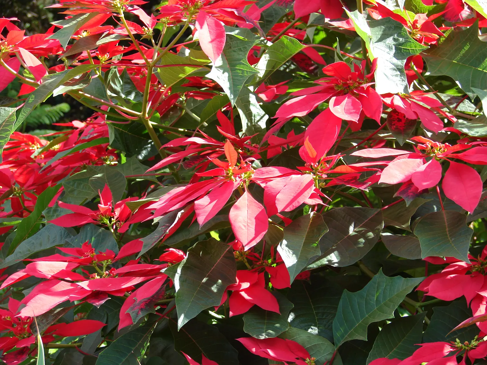 Poinsettia, Chris&trade;as Flower (Euphorbia Pulcherrima) — depending on the cultivar and growing conditions; it typically reaches 2-13 feet in height and