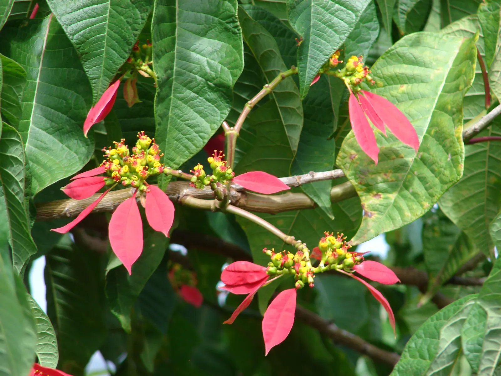 Poinsettia, Chris™as Flower (Euphorbia Pulcherrima) — is a quintessential decorative element during the holiday season with its vibrant red, image 60