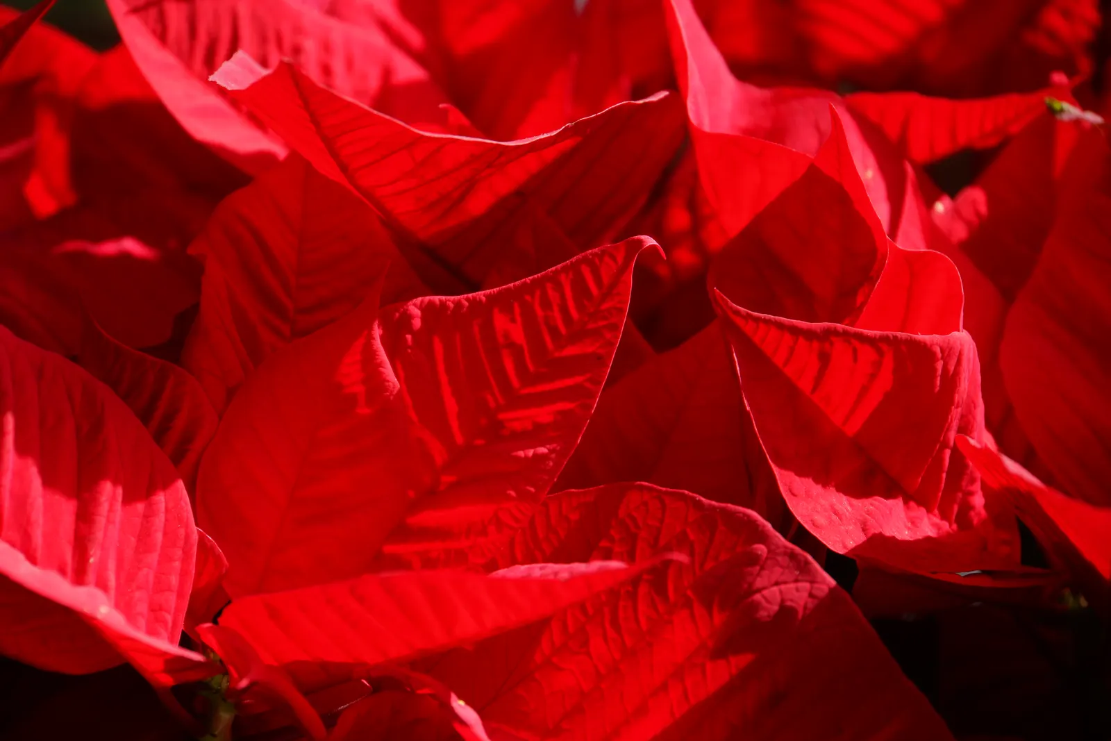 Poinsettia, Chris&trade;as Flower (Euphorbia Pulcherrima) — they can be cultivated as outdoor perennials; commonly known as the Poinsettia or, image 91