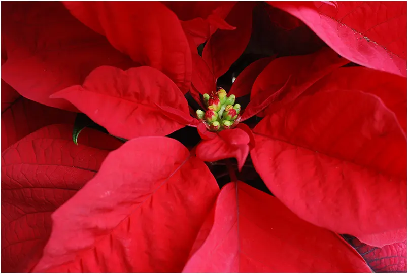 Poinsettia, Chris&trade;as Flower (Euphorbia Pulcherrima) — pink and red and white flowers in the garden; a festive accent for holiday landscapes