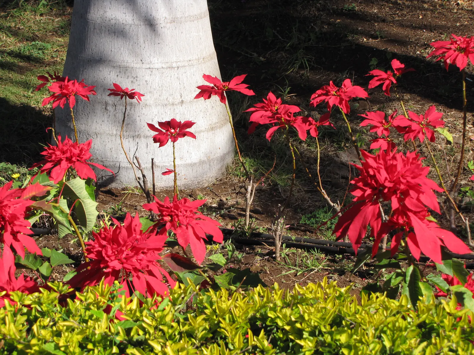 Poinsettia, Chris&trade;as Flower (Euphorbia Pulcherrima) — they benefit from consistent watering but are sensitive to over-watering; depending on the cultivar
