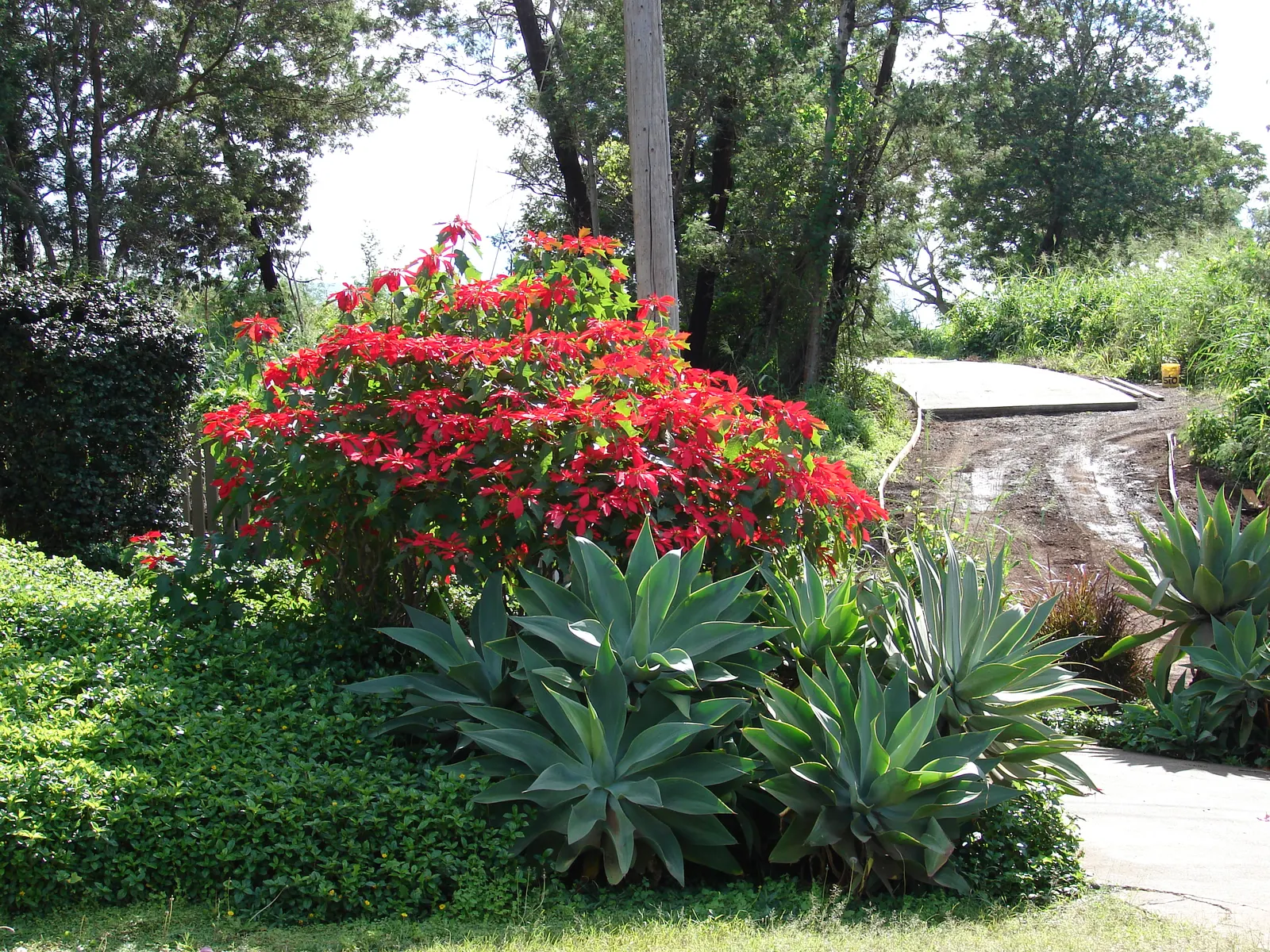 Poinsettia, Chris&trade;as Flower (Euphorbia Pulcherrima) — consider their need for protection from strong winds and heavy frost