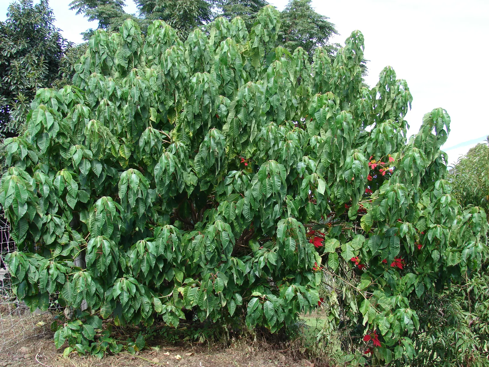 Poinsettia, Chris&trade;as Flower (Euphorbia Pulcherrima) — typically reaches a height of about 2 to 13 feet and has a spread of 2 to 8 feet; shrub, image 86