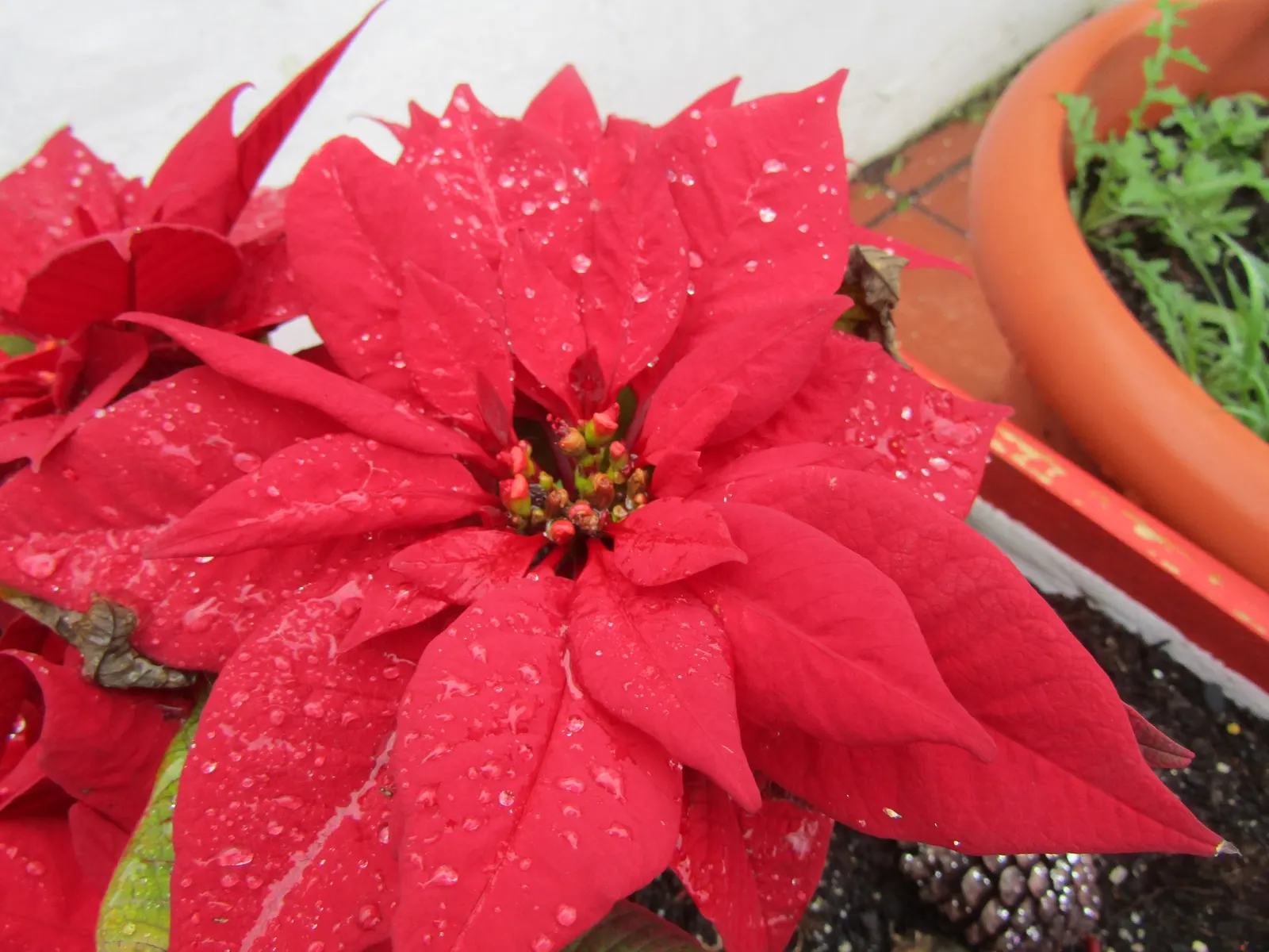 Poinsettia, Chris&trade;as Flower (Euphorbia Pulcherrima) — as their sap can be irritating to some people and toxic to pets if ingested; commonly called