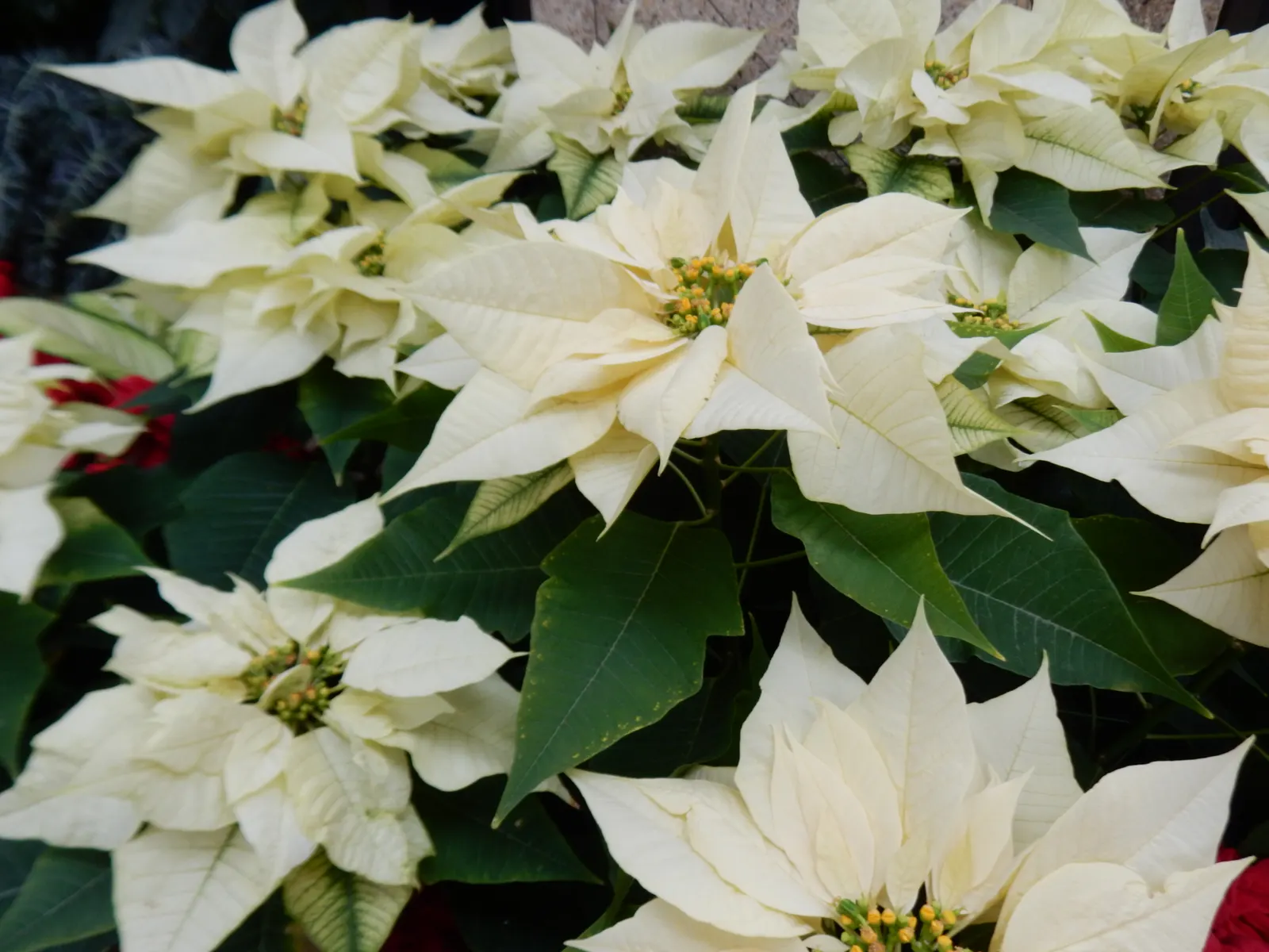 Poinsettia, Chris&trade;as Flower (Euphorbia Pulcherrima) — typically reaches a height of about 2 to 13 feet and has a spread of 2 to 8 feet; shrub, image 61