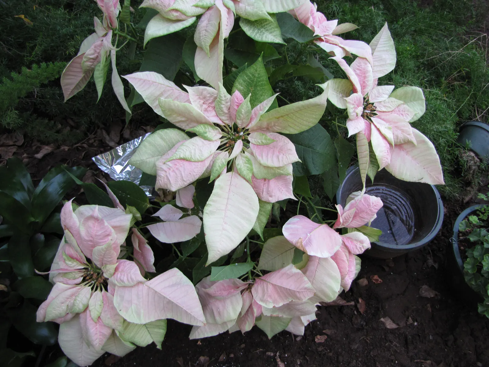 Poinsettia, Chris&trade;as Flower (Euphorbia Pulcherrima) — is a vibrant seasonal plant; typically reaches a height of about 2 to 13 feet and has a, image 77