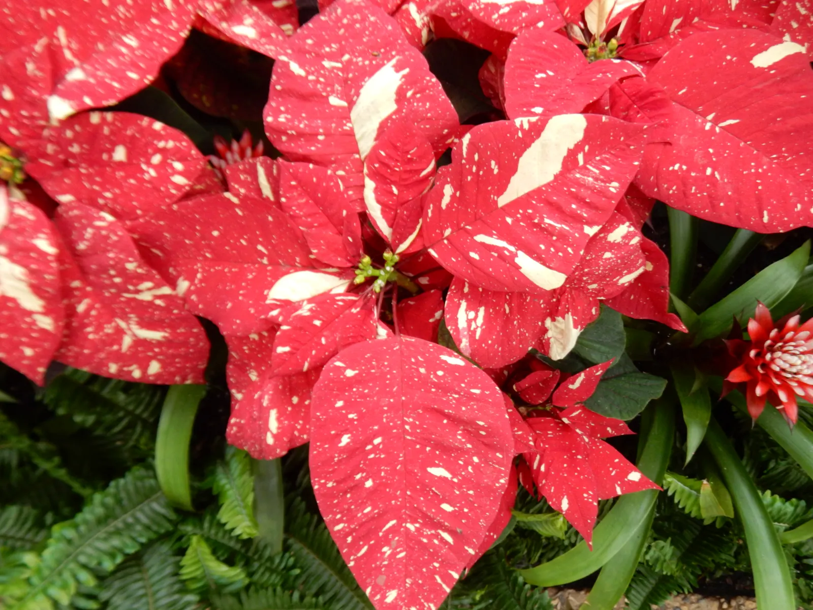 Poinsettia, Chris&trade;as Flower (Euphorbia Pulcherrima) — while in USDA hardiness zones 9 through 11; is a vibrant seasonal plant, image 65