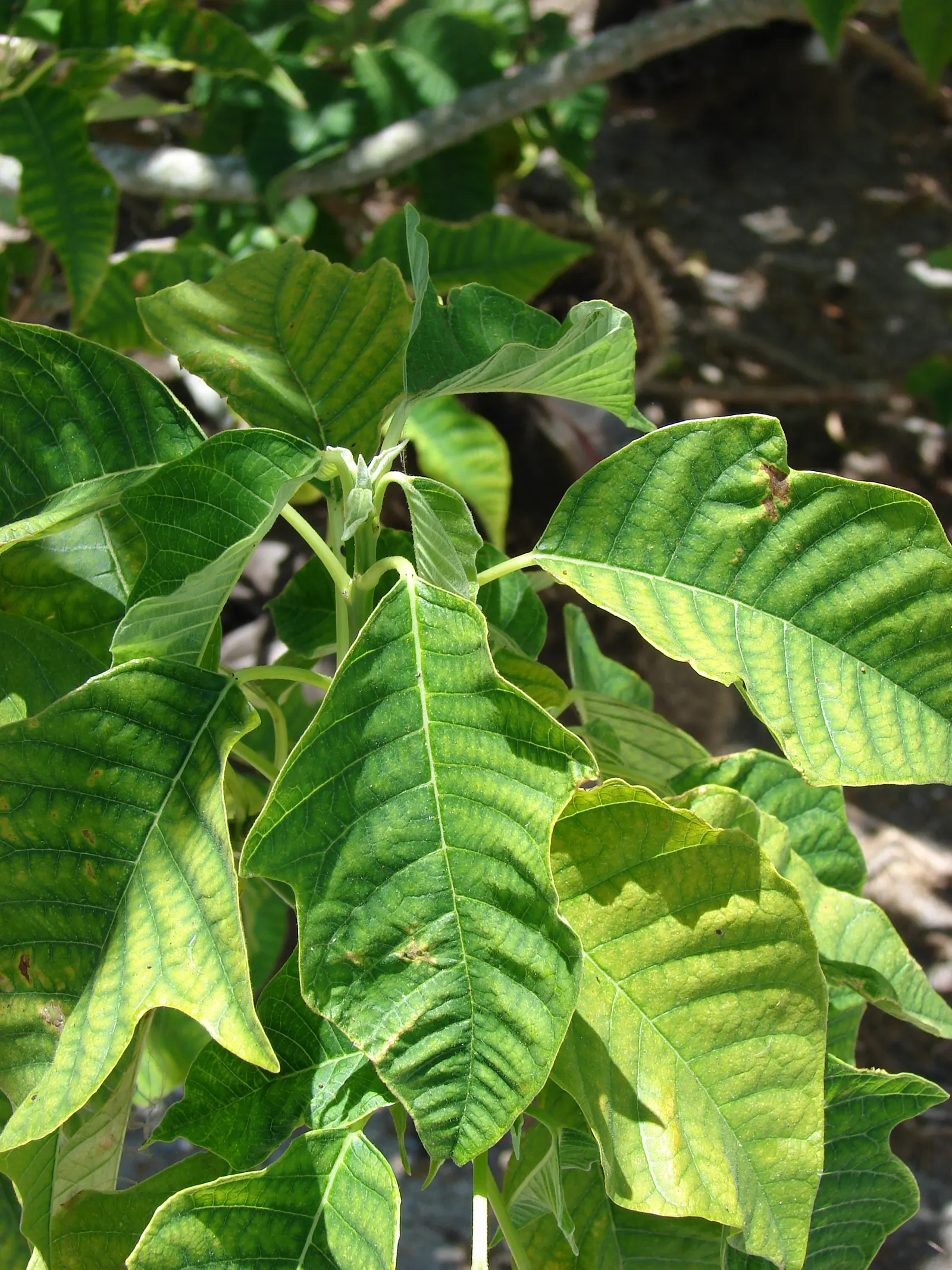 Poinsettia, Chris&trade;as Flower (Euphorbia Pulcherrima) — Sensitive to frost, it requires protection in temperatures below 50&deg;F; but they are not