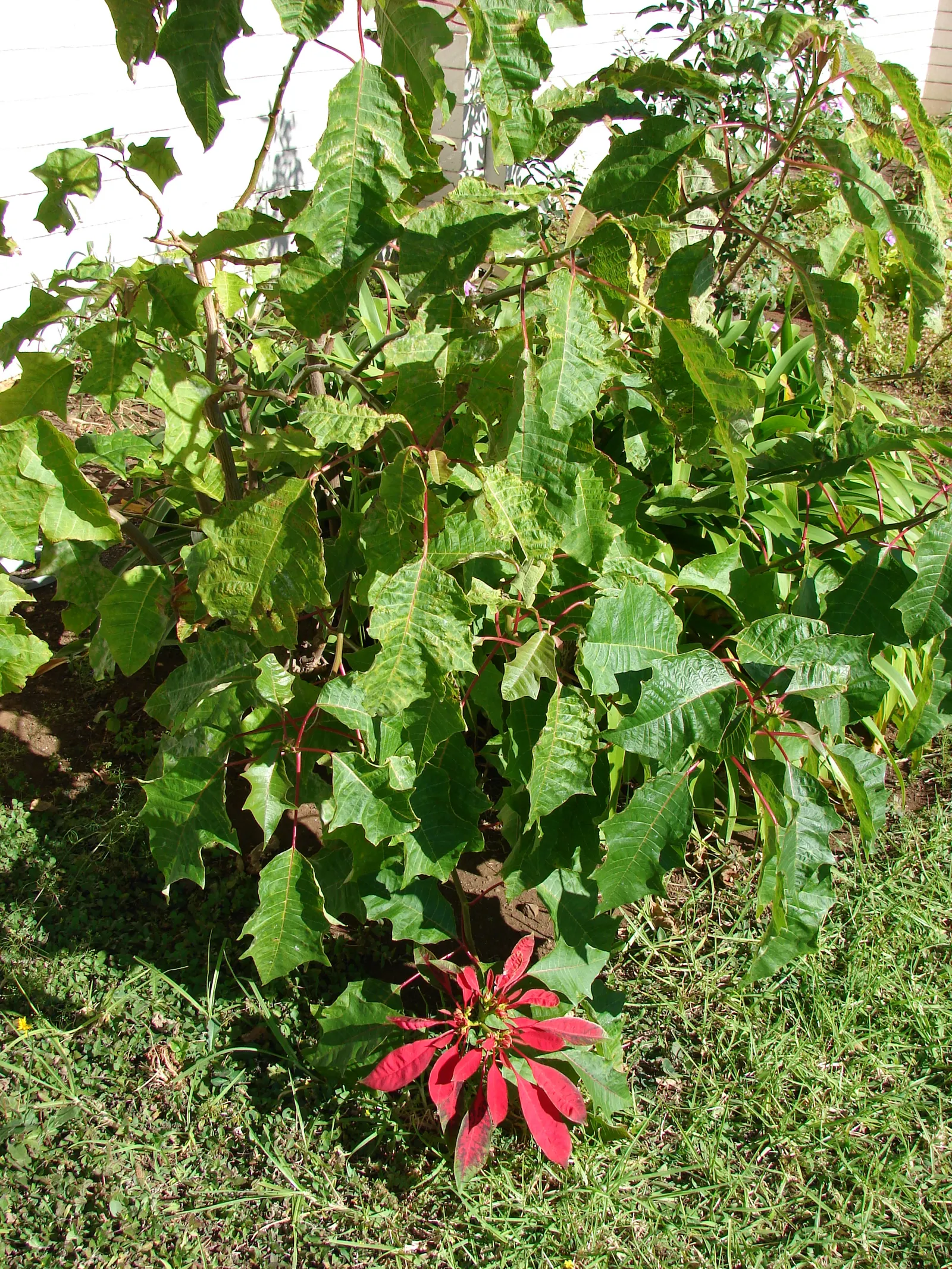 Poinsettia, Chris&trade;as Flower (Euphorbia Pulcherrima) — It typically reaches 2-13 feet in height and thrives in well-draining soil with, image 81